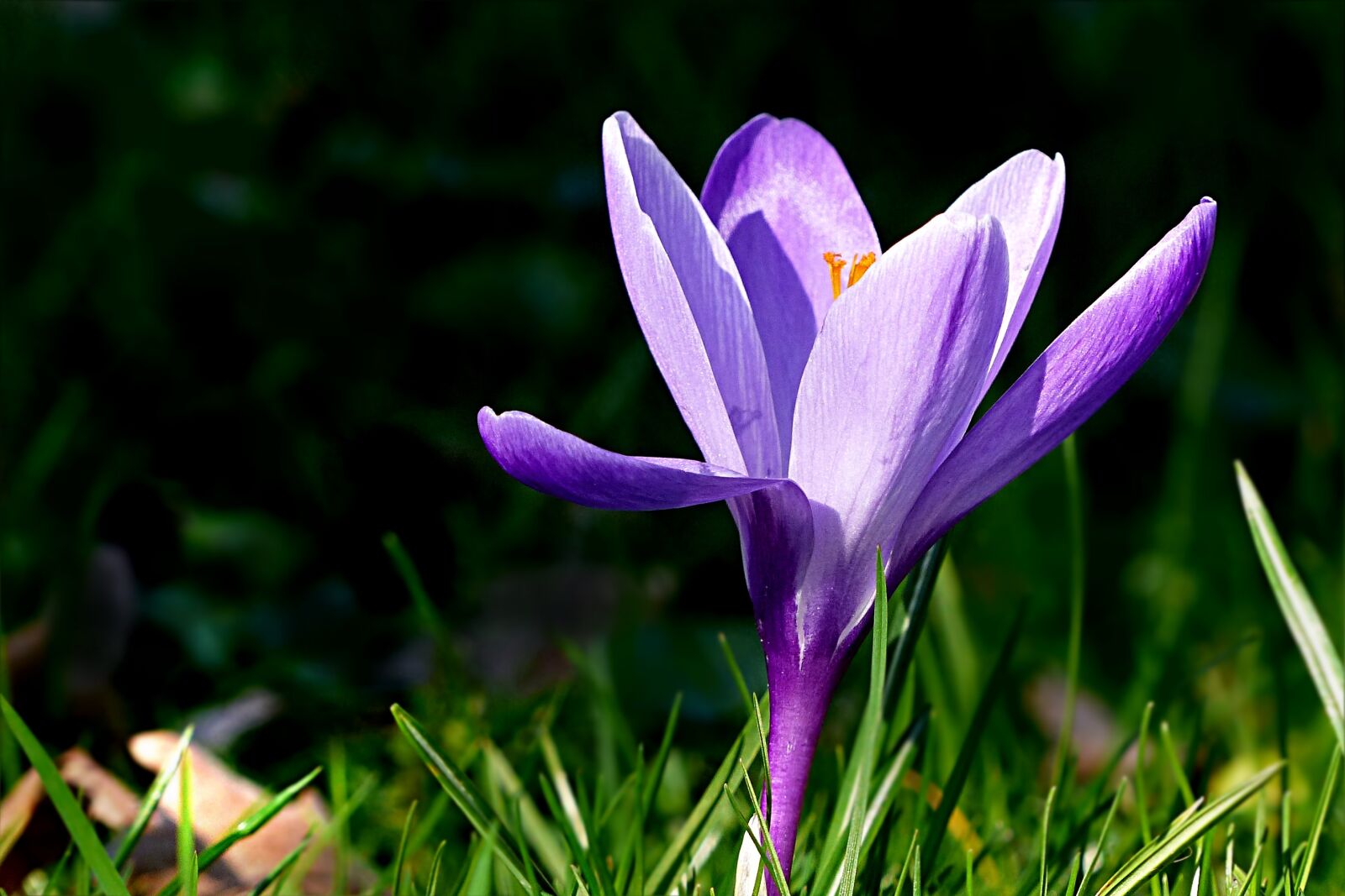 Panasonic Lumix DMC-FZ200 sample photo. Crocus, flower, violet photography