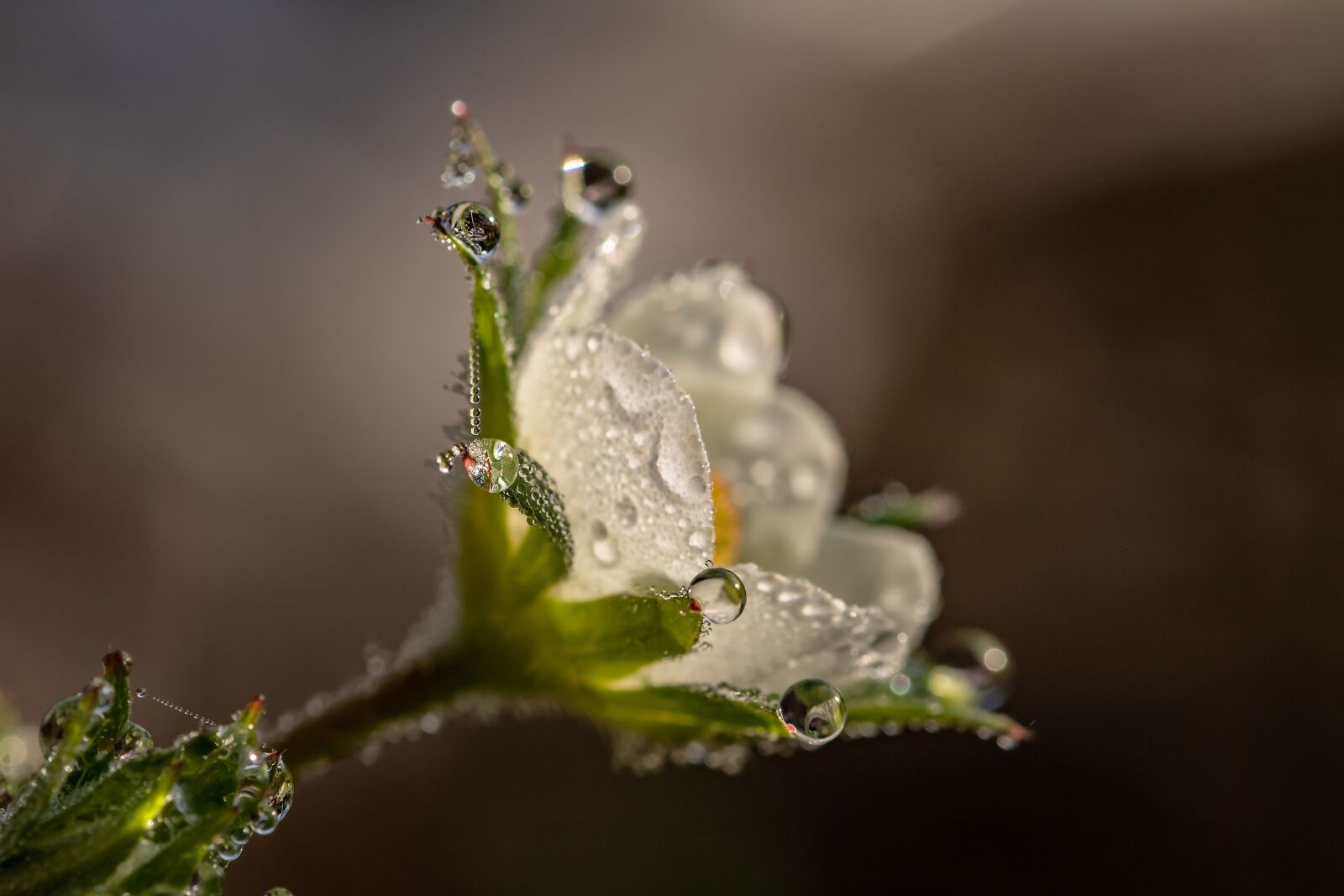 Canon EOS 750D (EOS Rebel T6i / EOS Kiss X8i) sample photo. Raindrop, dewdrop, strawberry flower photography