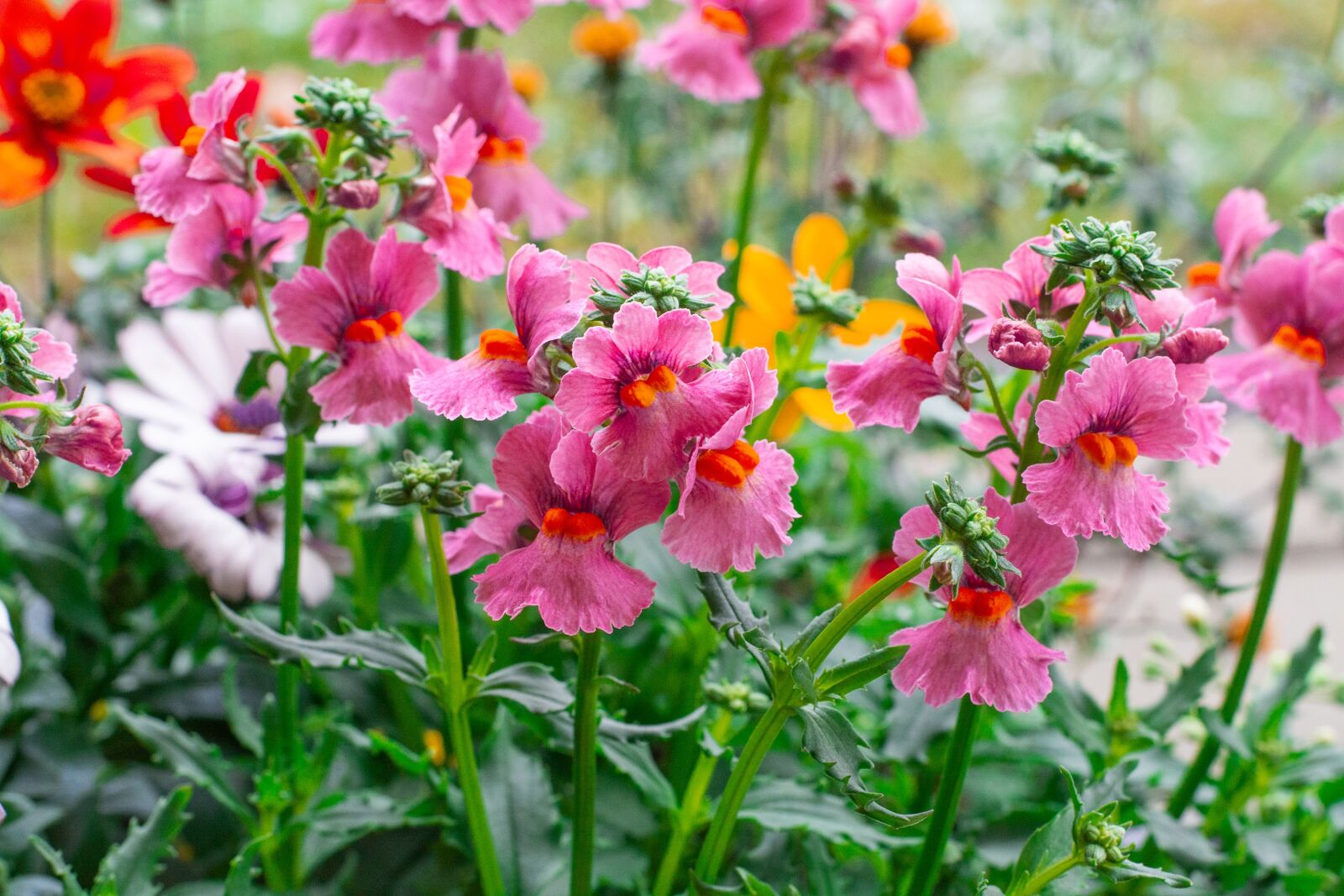 Nikon D7100 sample photo. Flowers, spring, plant photography