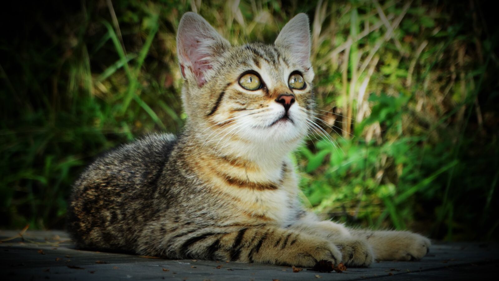 Sony Cyber-shot DSC-HX300 sample photo. Cat, kitten, sweet photography