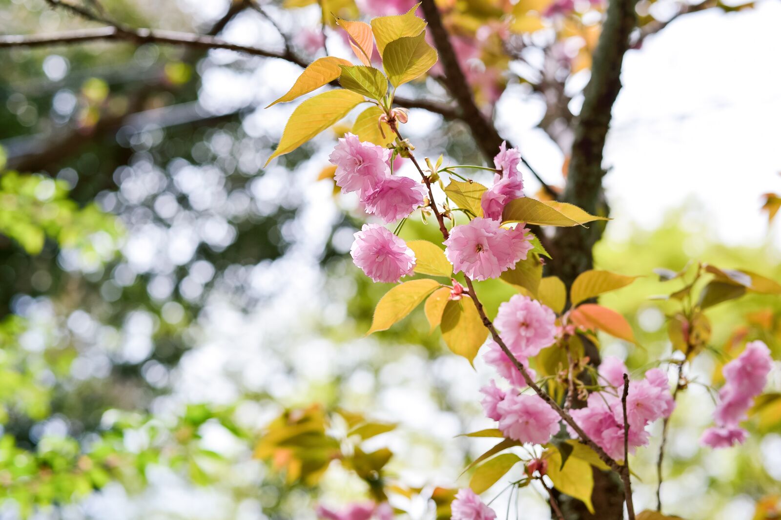 Nikon Df sample photo. Plant, natural, landscape photography