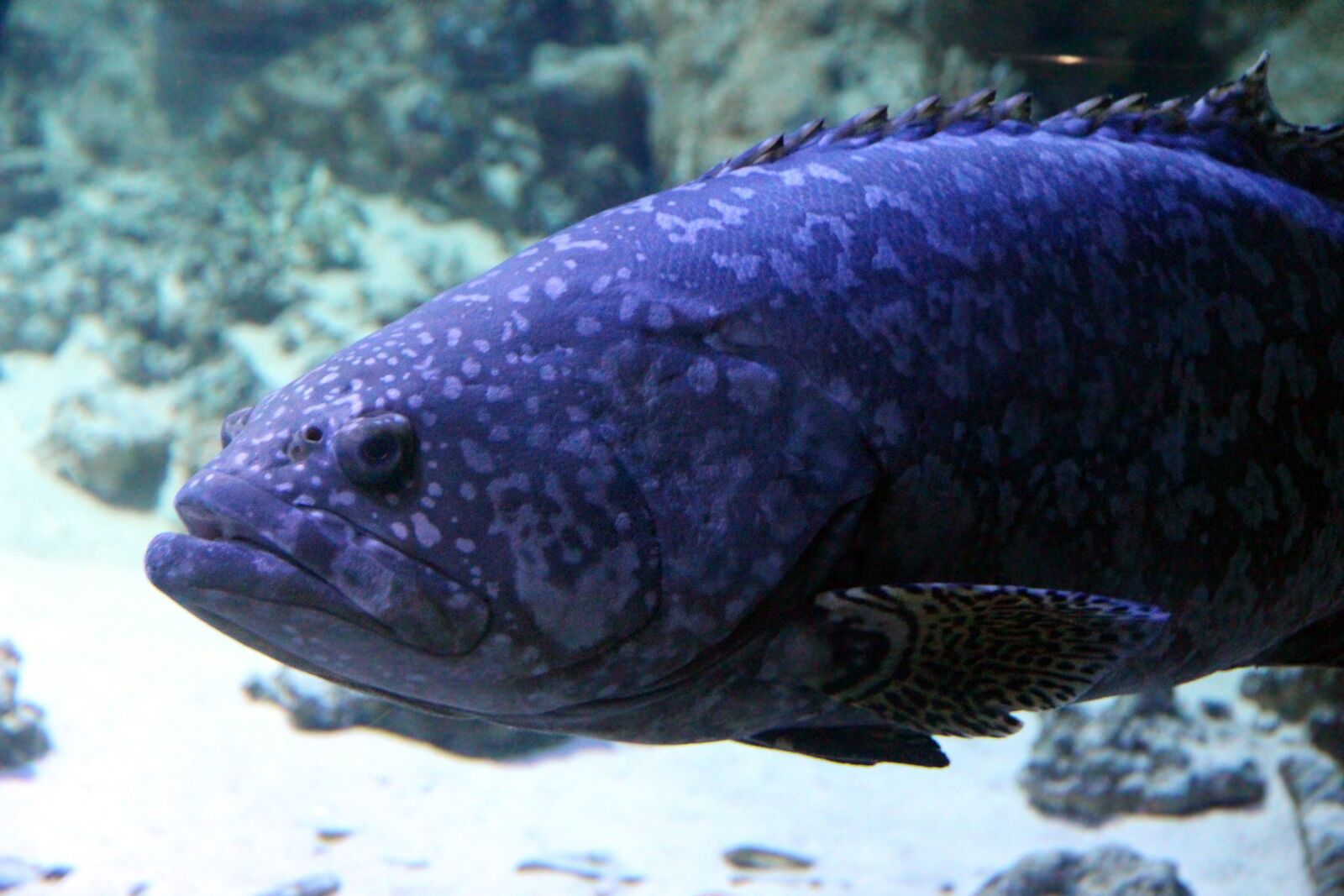 Canon EOS 650D (EOS Rebel T4i / EOS Kiss X6i) sample photo. Fish, animal, underwater photography