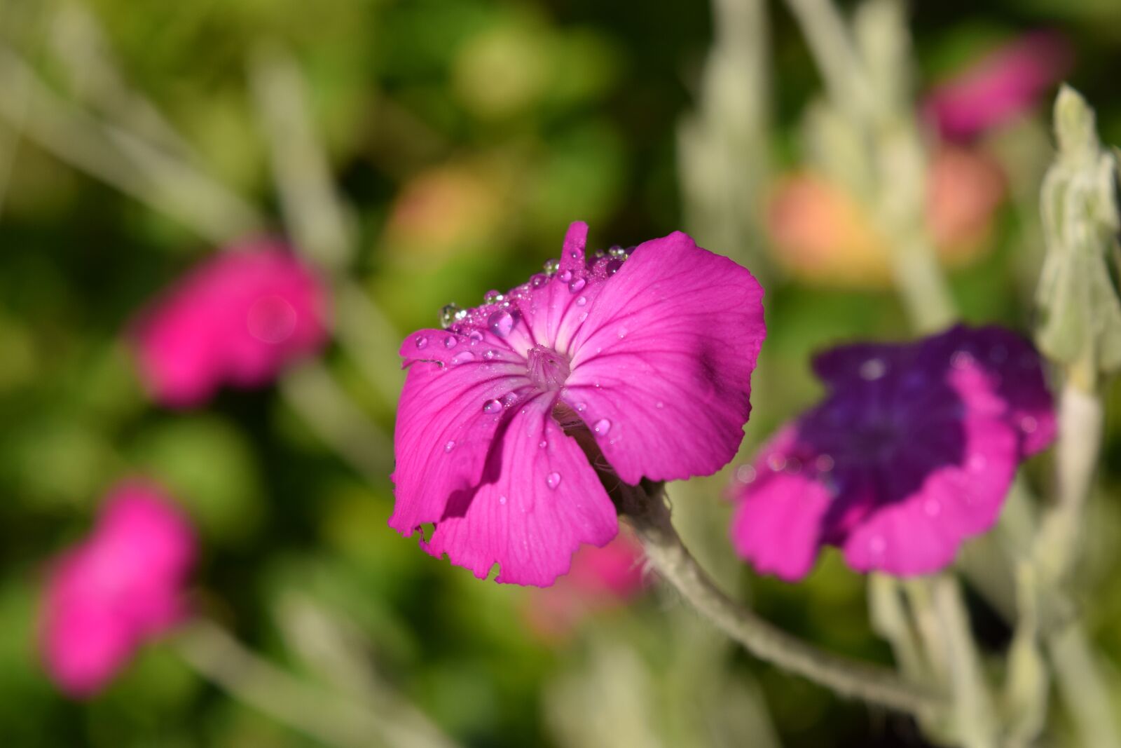 Nikon D3300 sample photo. Crowns campion, lychnis coronaria photography
