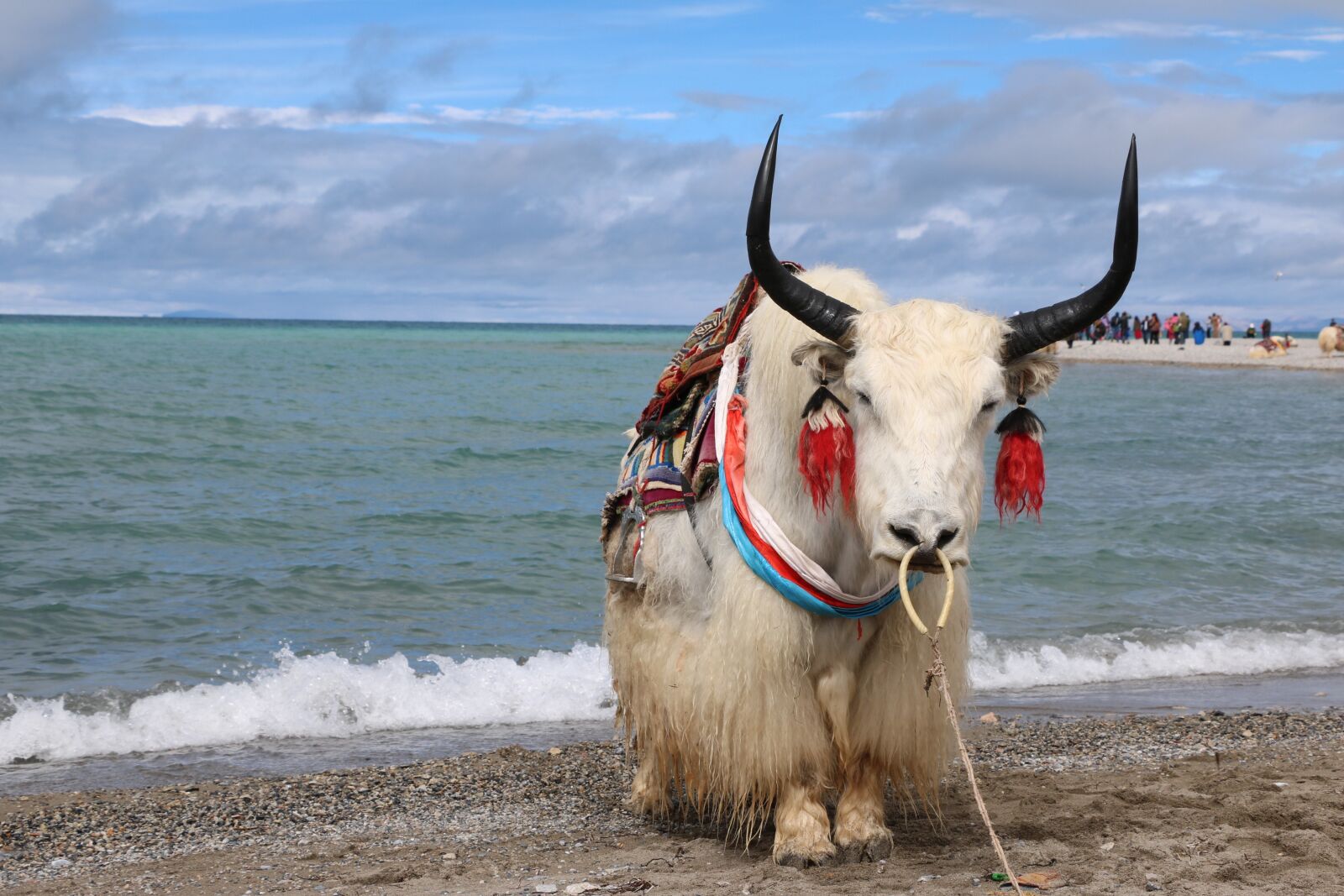 Canon EOS 760D (EOS Rebel T6s / EOS 8000D) sample photo. Yak, lake, wooden measures photography