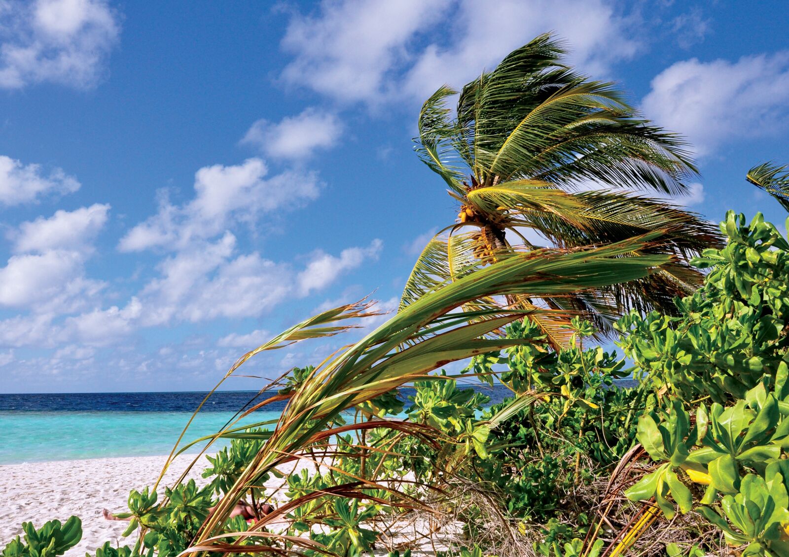 Nikon D90 sample photo. Maldives, palm, sea photography