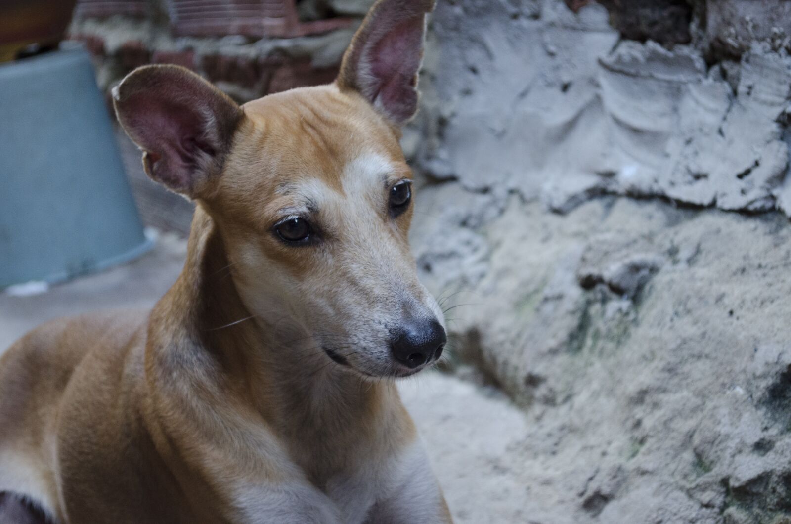 Nikon D5100 sample photo. For, but, pari photography