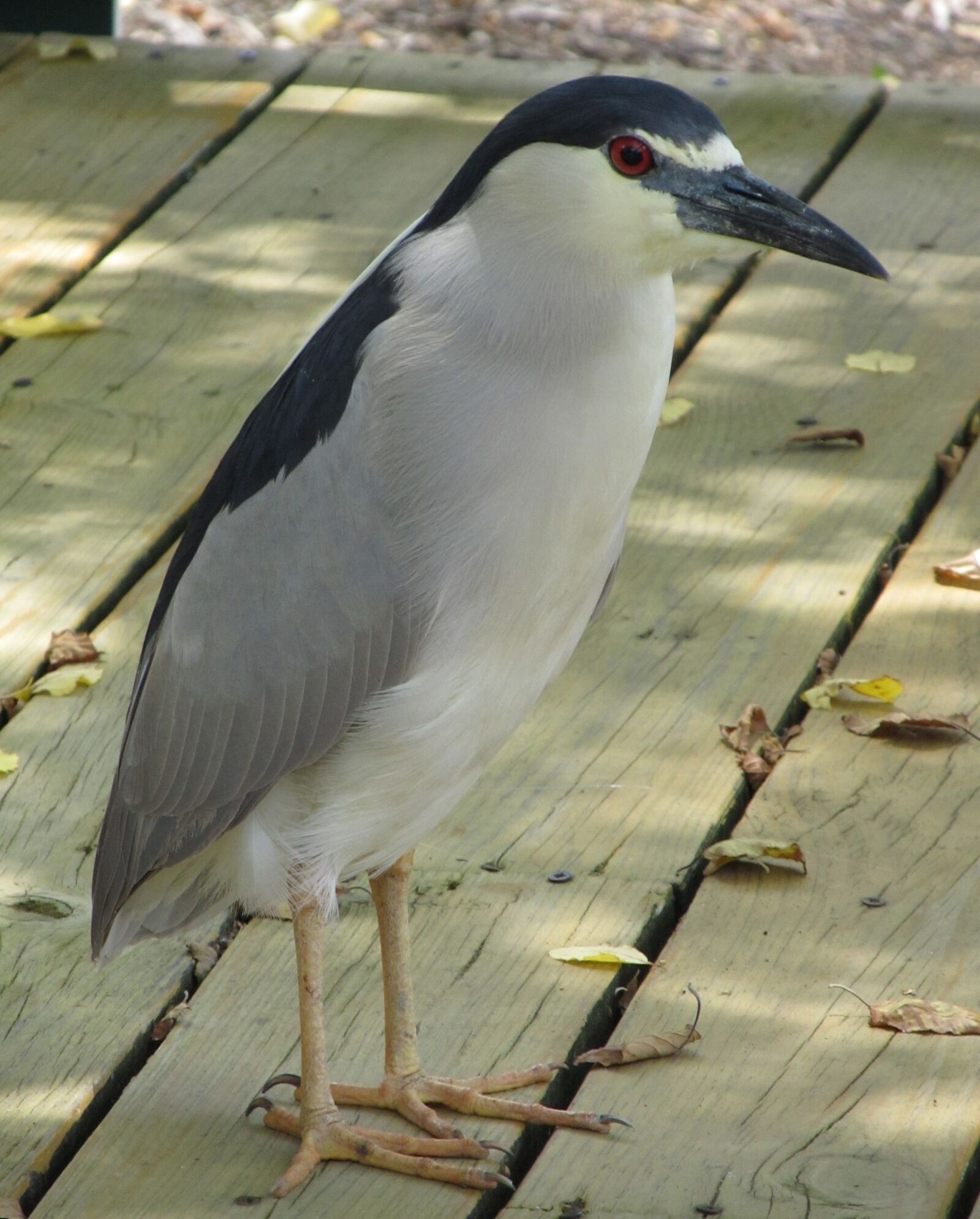 Canon PowerShot SX130 IS sample photo. Heron, black crowned night photography