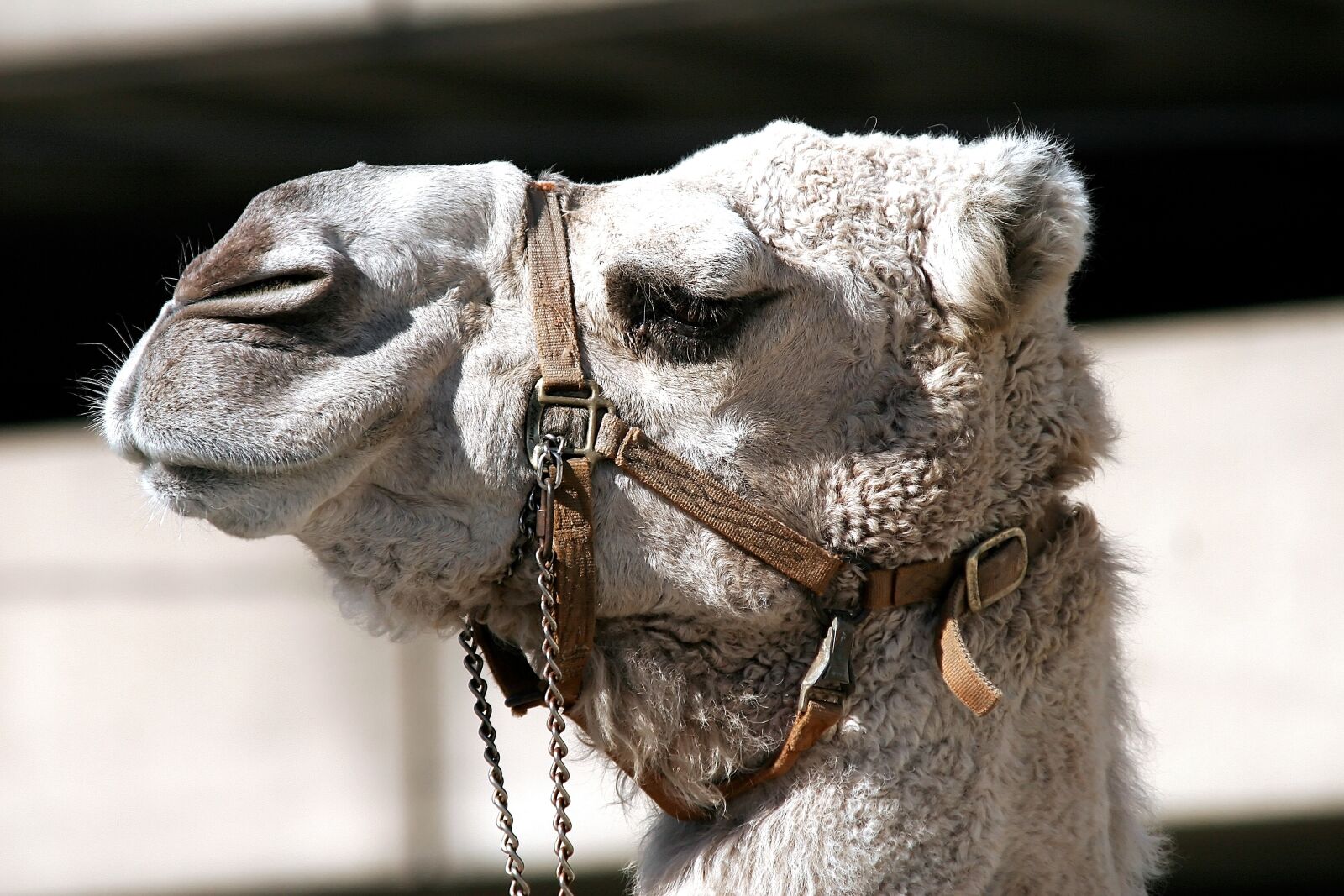 Canon EOS 20D sample photo. Camel, bridle, animal photography