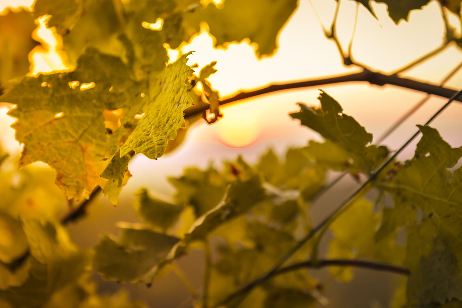 Nikon D7100 sample photo. Leaf, nature, tree photography