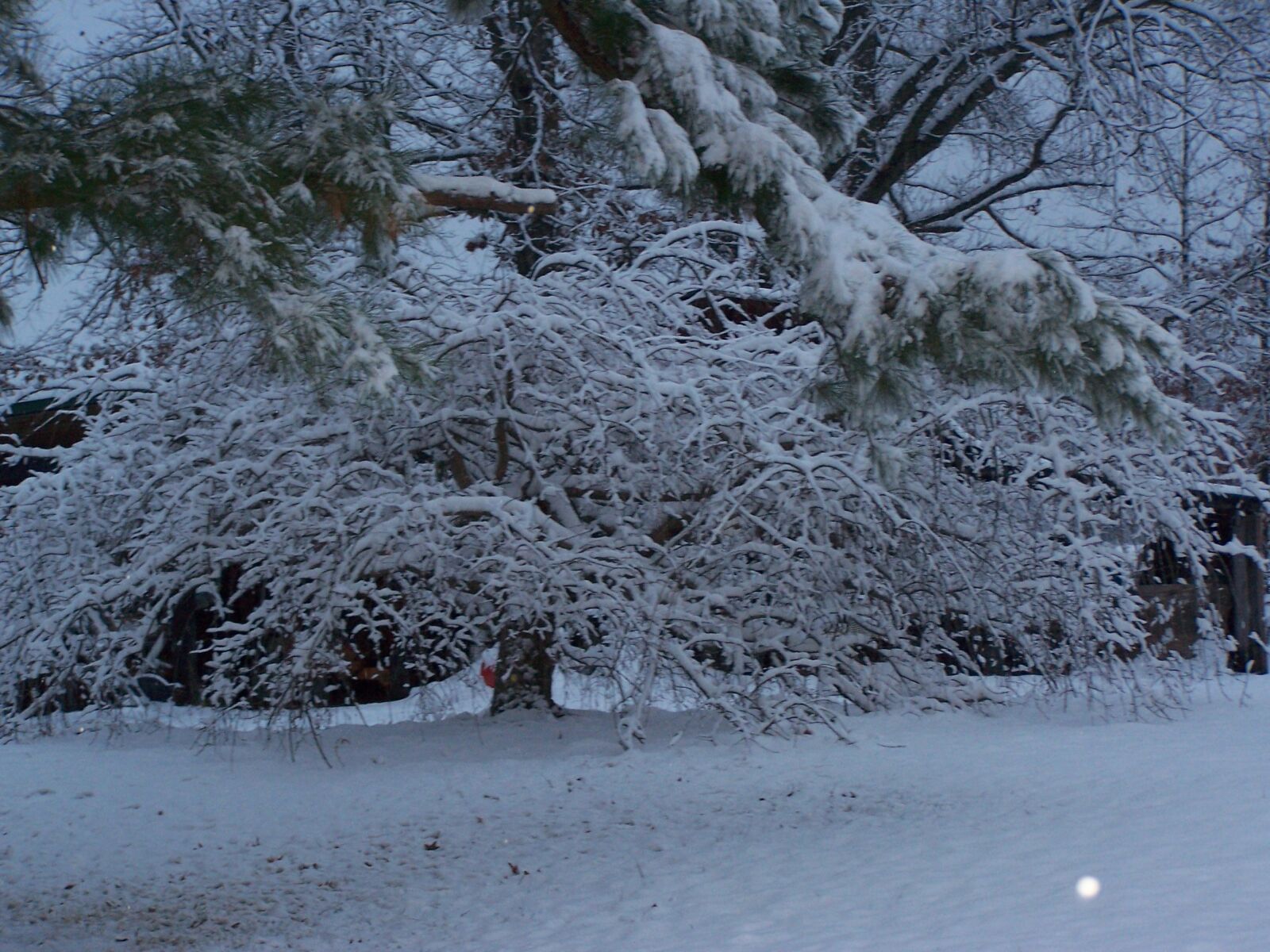 Kodak Z740 ZOOM DIGITAL CAMERA sample photo. Pretty, snow, winter photography