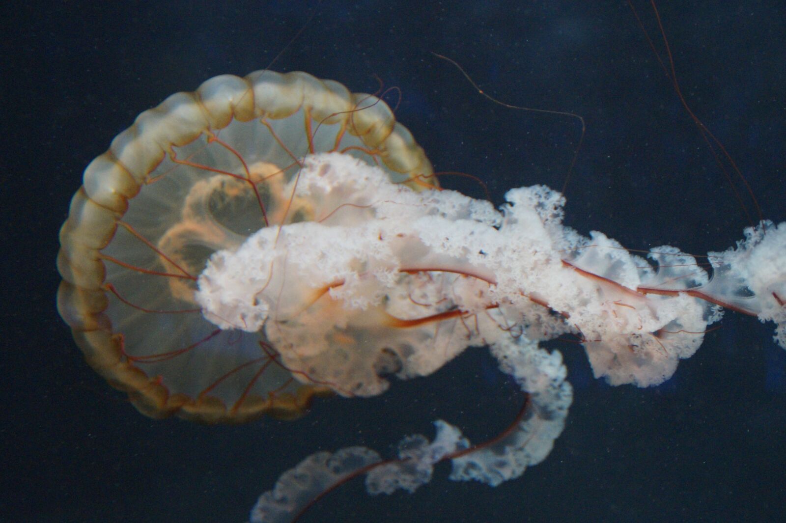 Sony SLT-A58 sample photo. Jellyfish, mollusk, fluorescent photography
