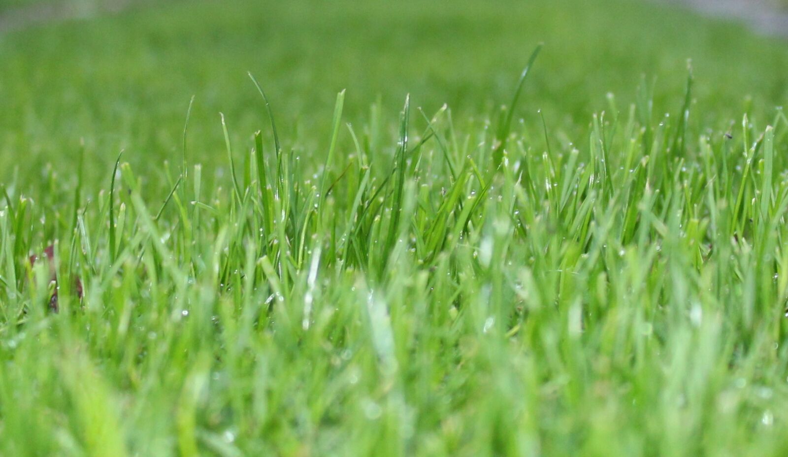 Canon EOS 1200D (EOS Rebel T5 / EOS Kiss X70 / EOS Hi) sample photo. Grass, green, lawn photography