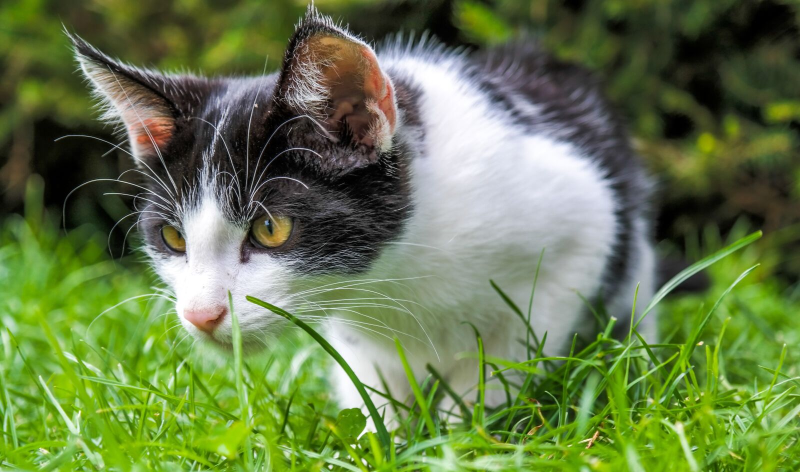 Samsung NX300 sample photo. Cat, kitten, pussy photography