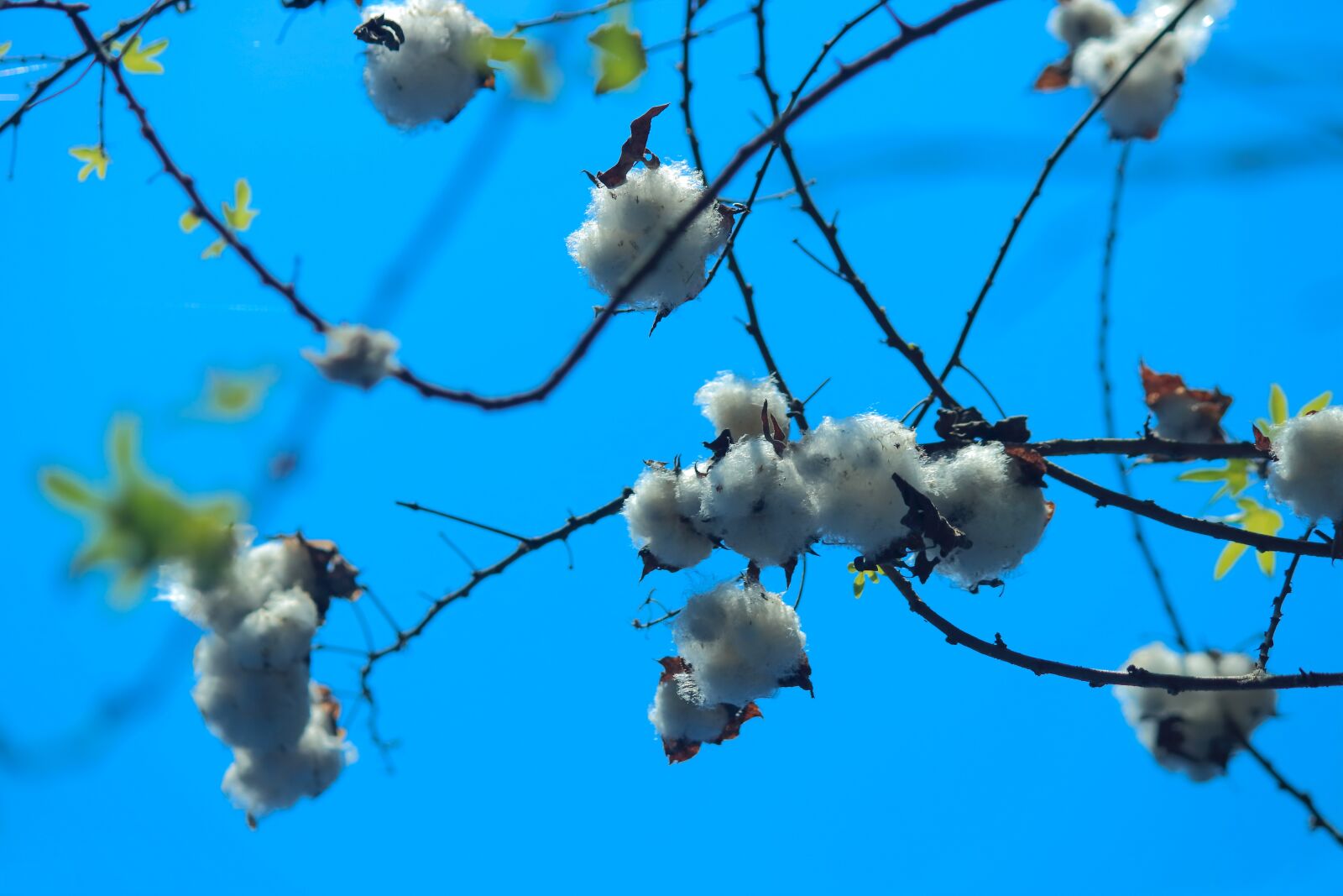 Canon EOS 700D (EOS Rebel T5i / EOS Kiss X7i) sample photo. Cotton, cotton plant, seed photography