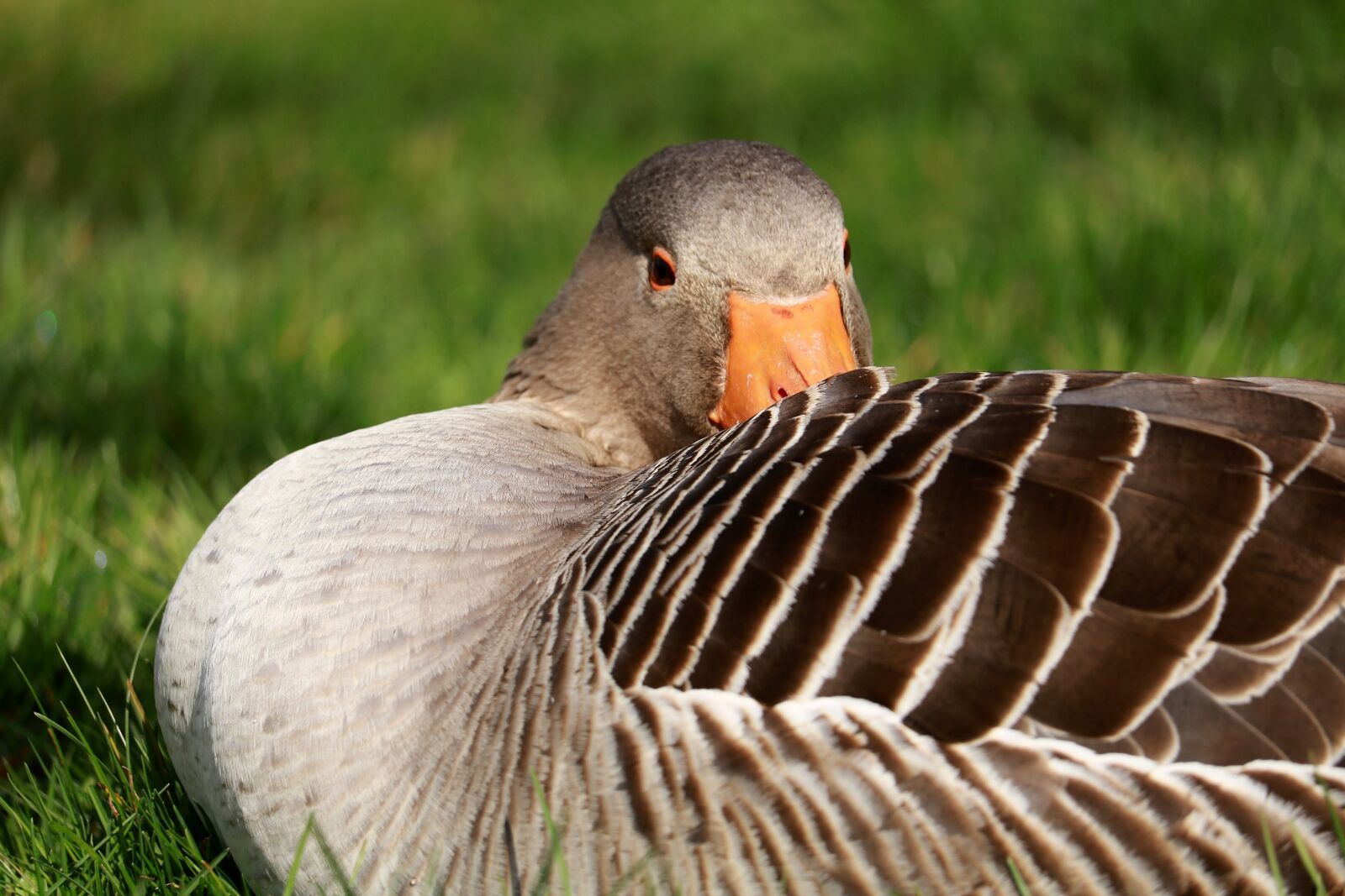 Canon EOS 750D (EOS Rebel T6i / EOS Kiss X8i) sample photo. Nature, bird, animal world photography