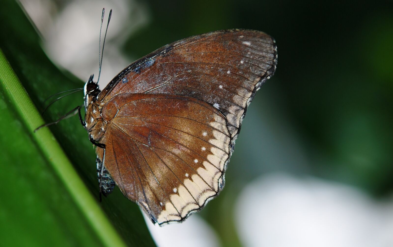 Nikon D80 sample photo. Elymnias hypermnestra, butterfly, butterflies photography