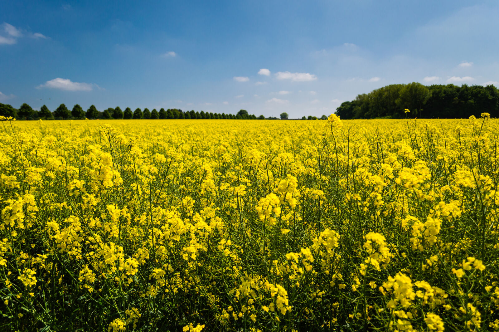 Nikon D3200 sample photo. Field, of, yellow, petaled photography