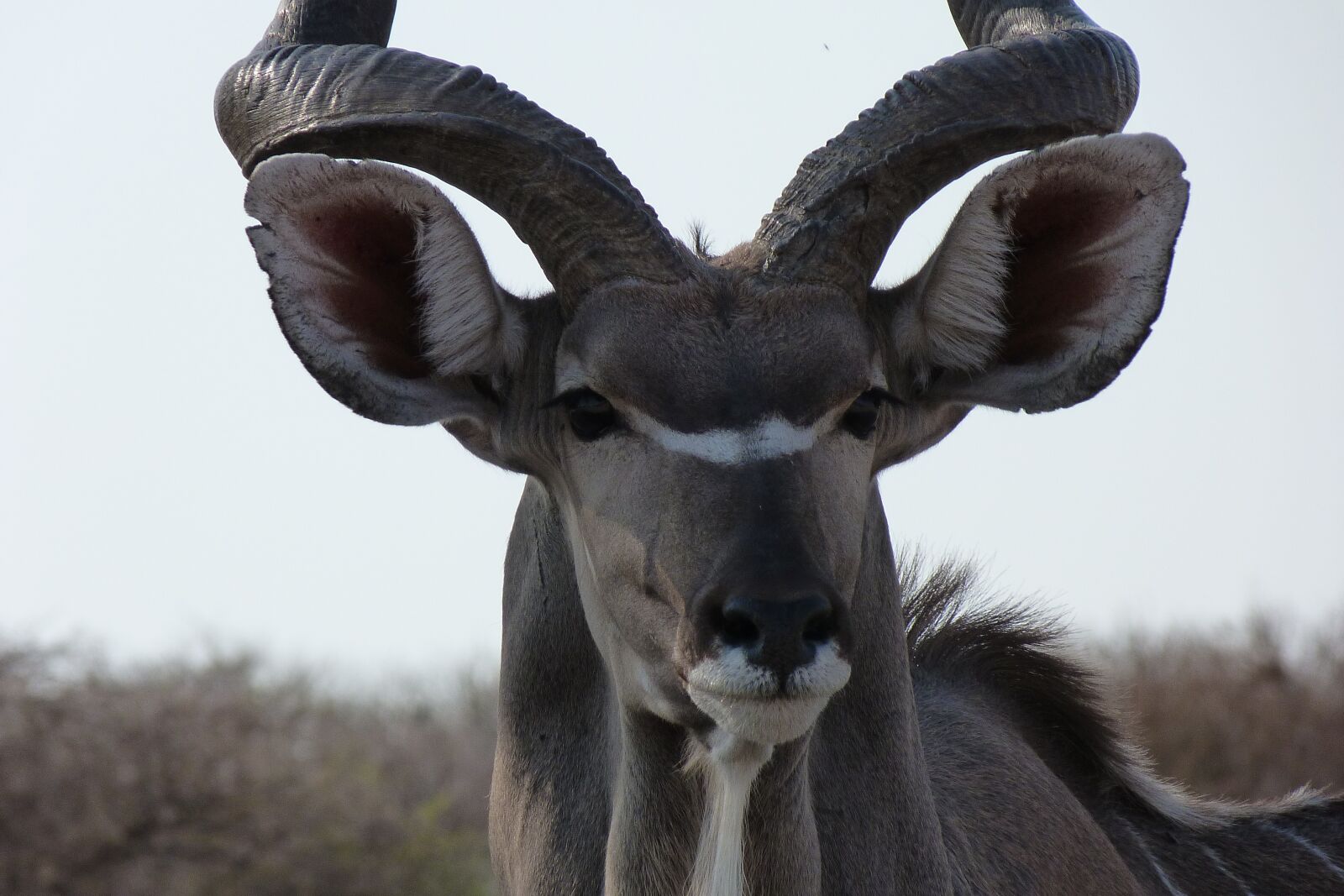 Panasonic Lumix DMC-FZ40 (Lumix DMC-FZ45) sample photo. Kudu, africa, animal photography
