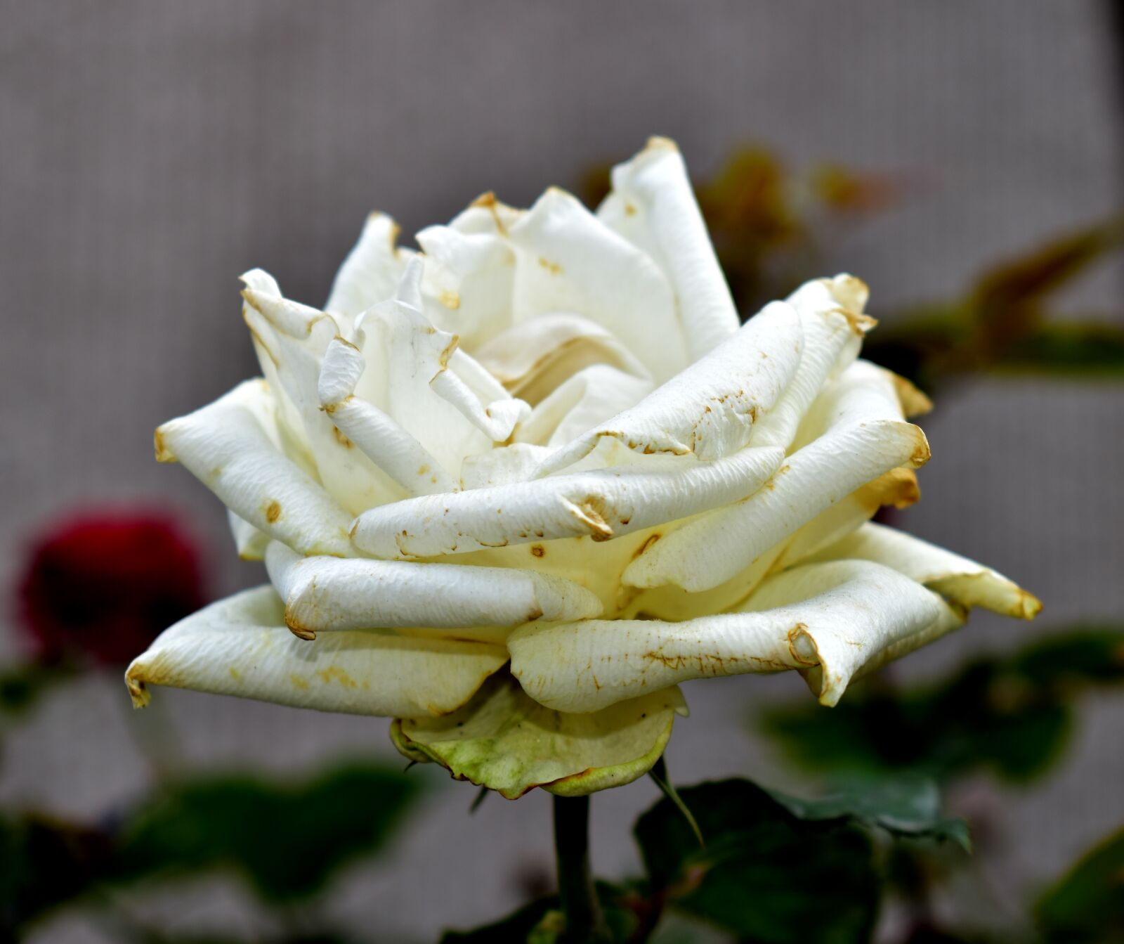 Nikon D5600 sample photo. Rosa, flower, garden photography