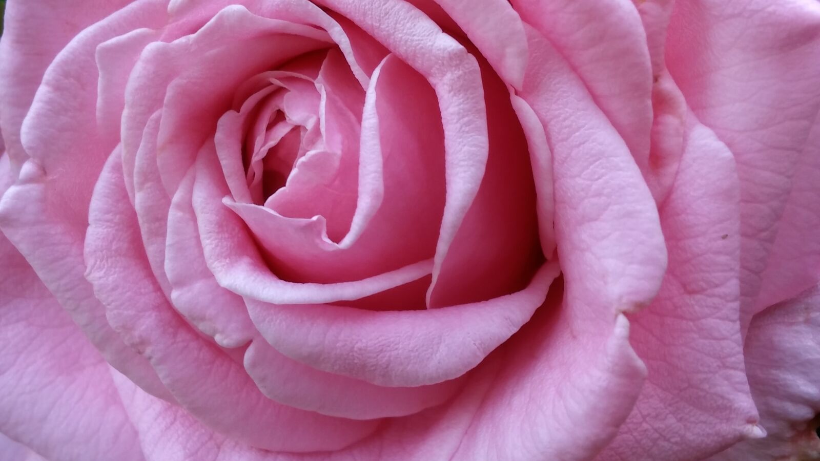 LG G STYLO sample photo. Pretty, beautiful, pink photography