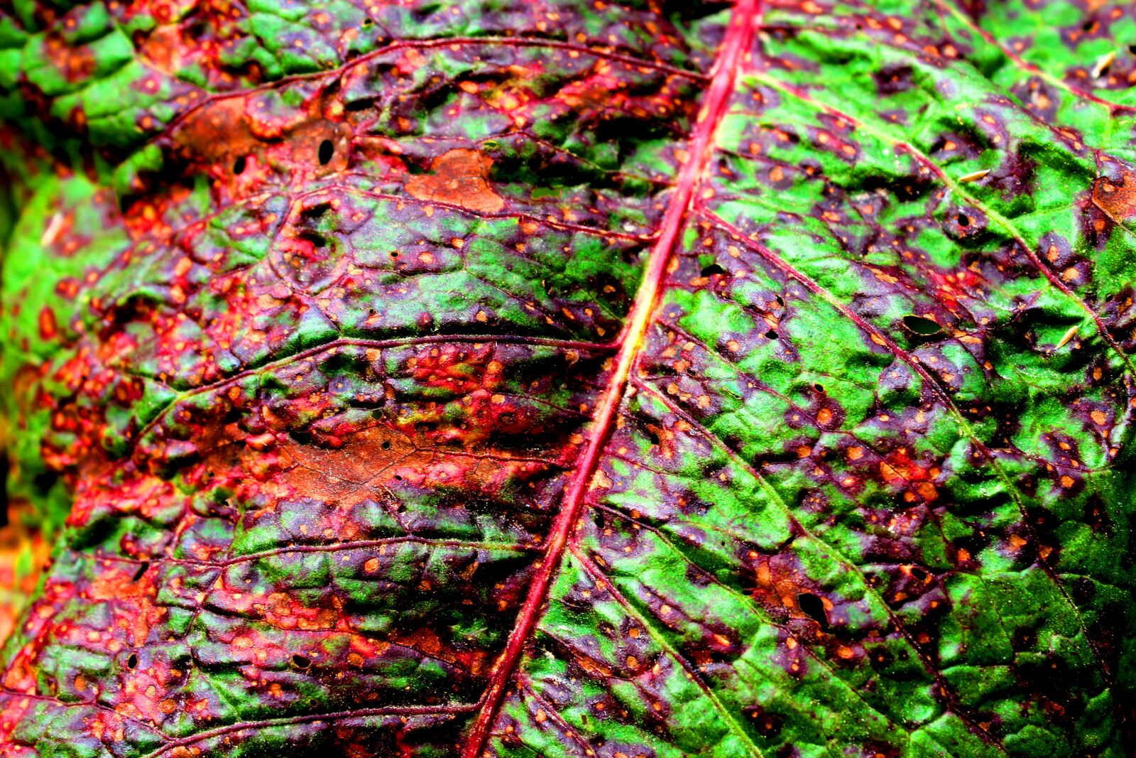Canon EOS 1100D (EOS Rebel T3 / EOS Kiss X50) sample photo. Leaf, colorful, nature photography