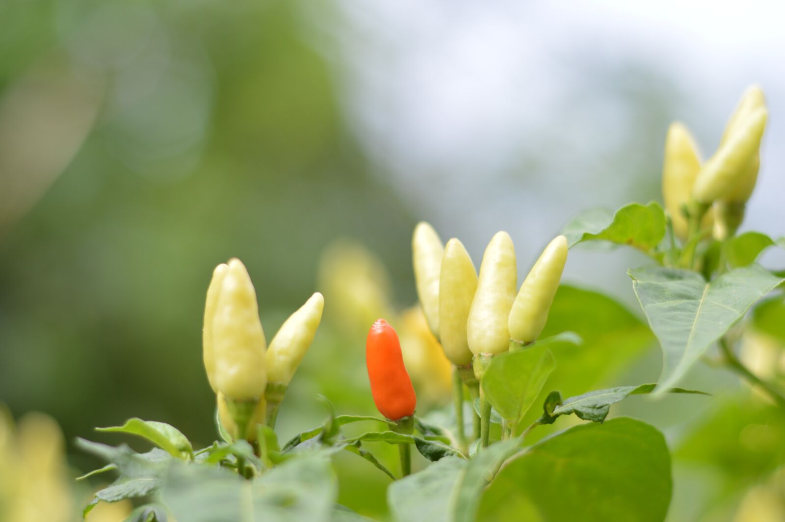 Nikon D3200 sample photo. Chili, fruit trees, tree photography