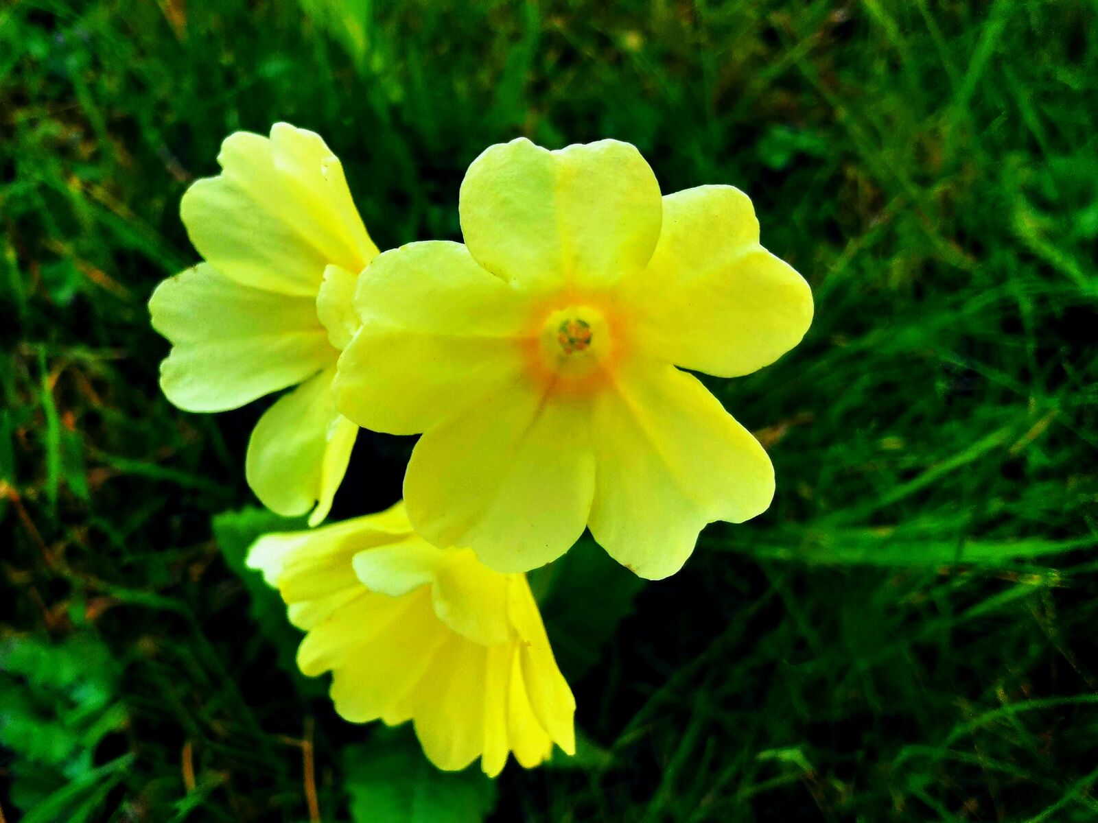 HUAWEI P30 sample photo. Flower, cowslip, spring flower photography