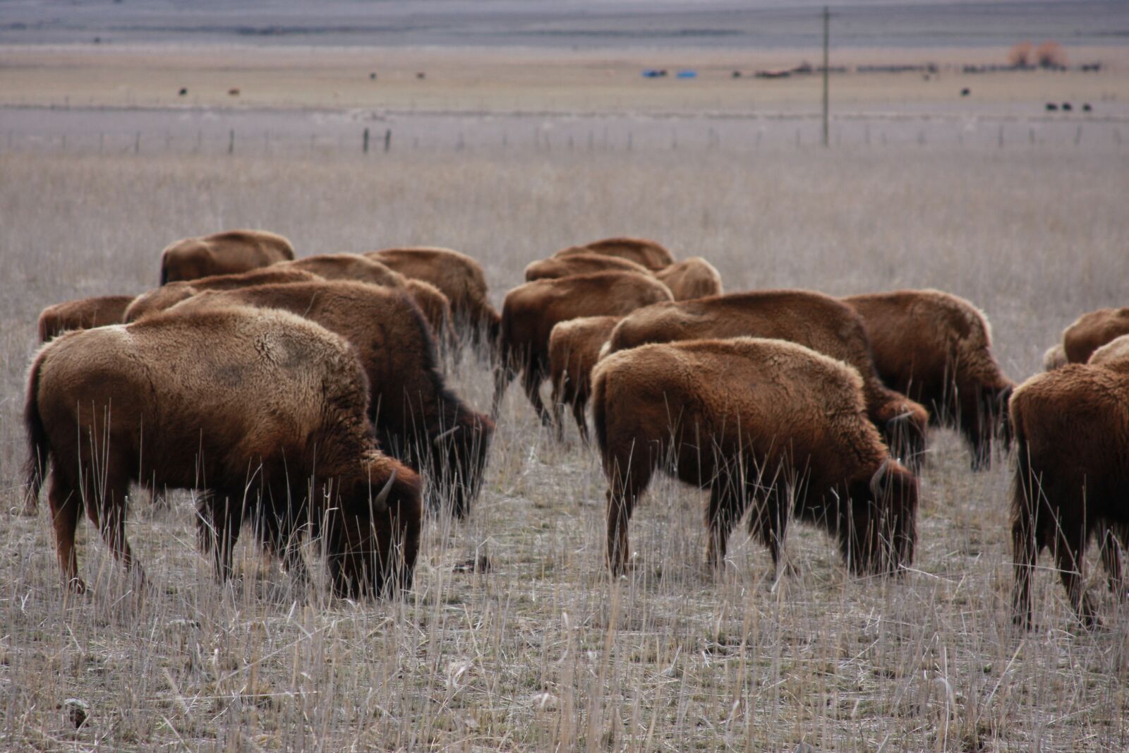 Canon EOS 40D sample photo. Buffalo, animals, mammal photography