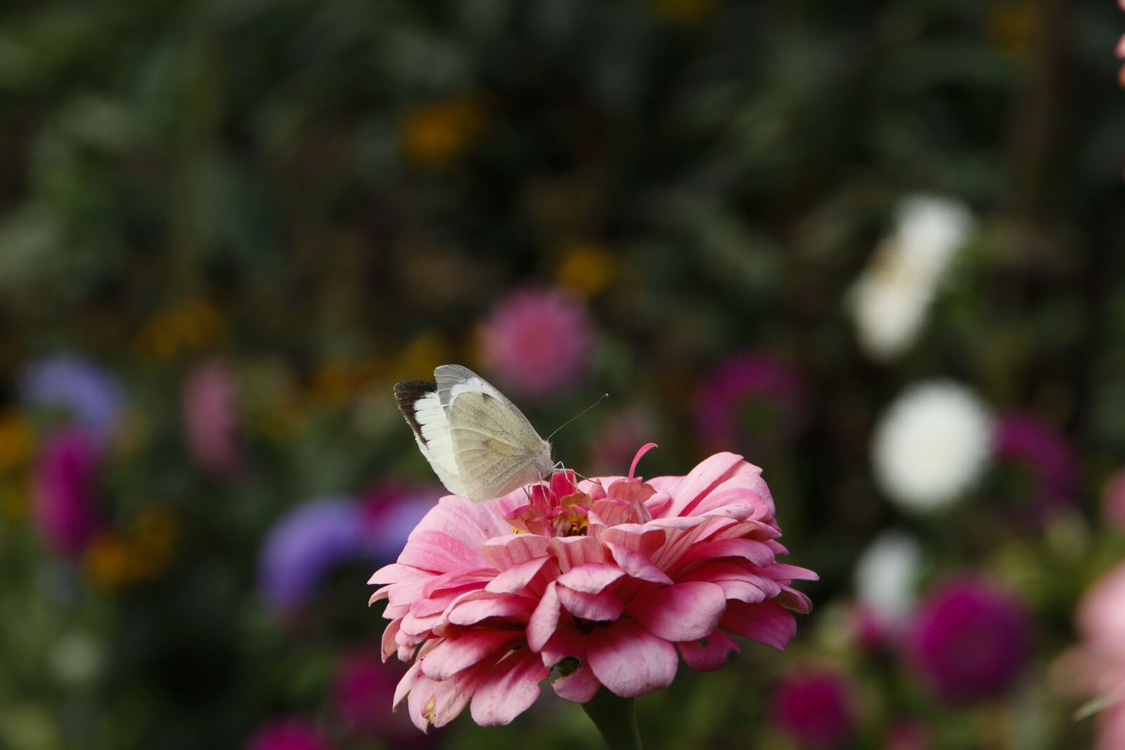 Canon EOS 70D sample photo. Flower, butterfly, nature photography