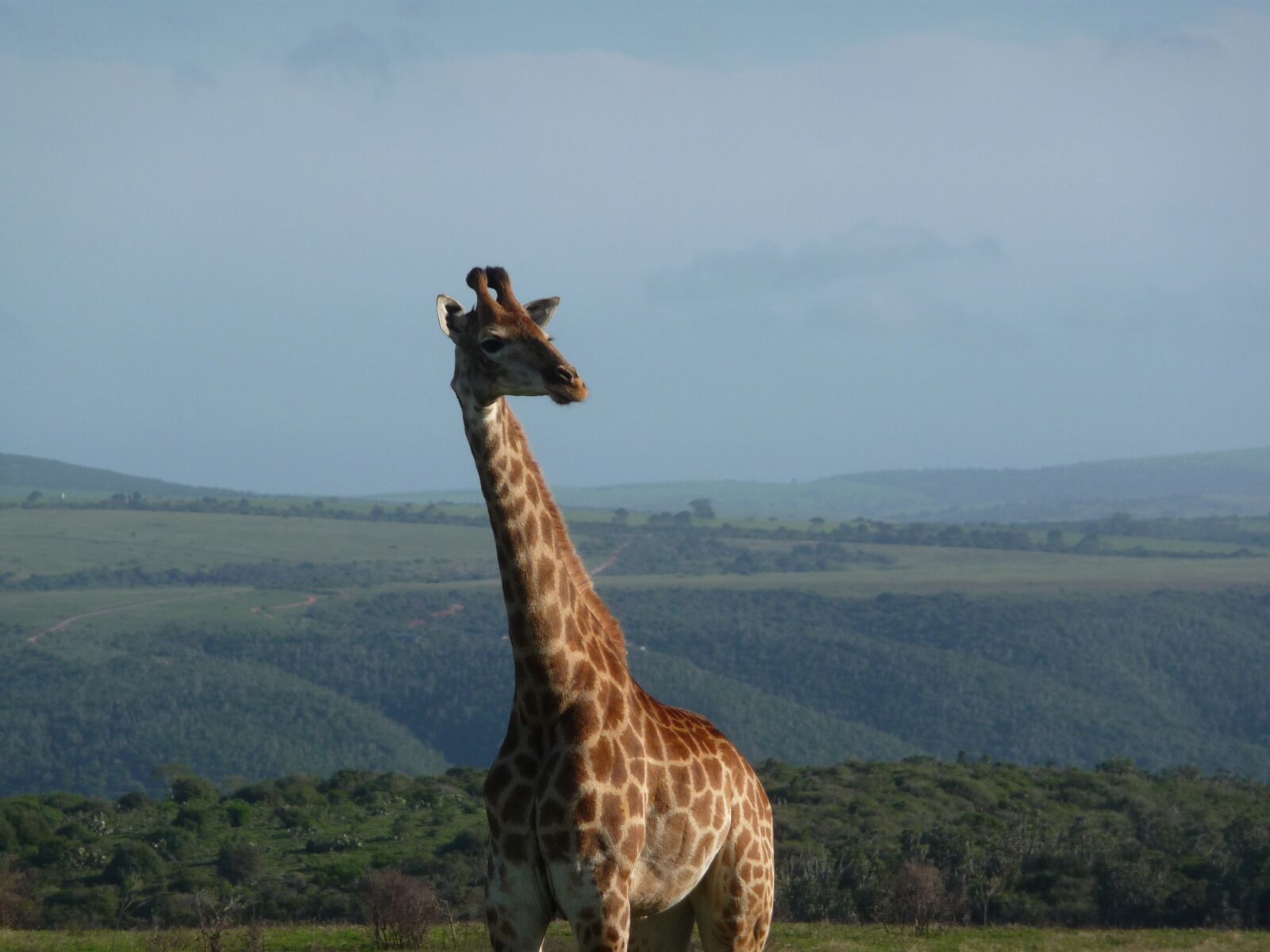 Panasonic Lumix DMC-TZ4 sample photo. Giraffe, africa, safari photography