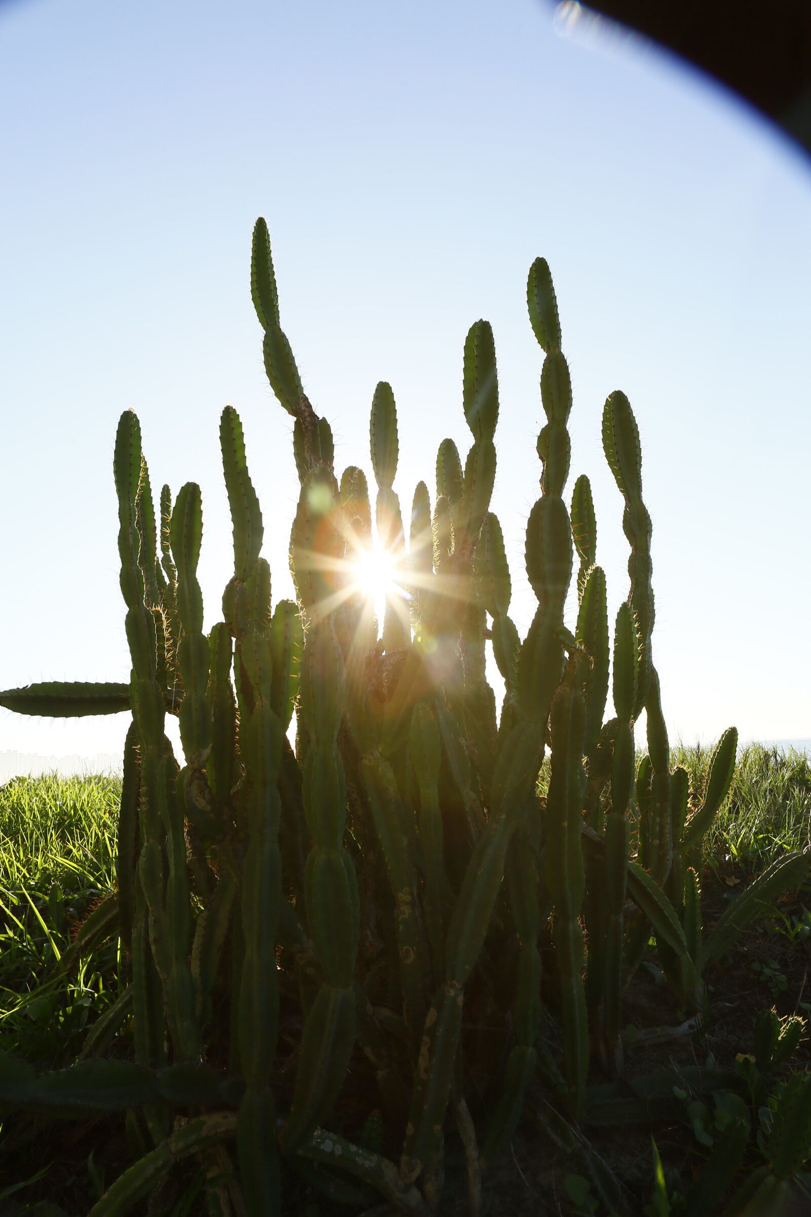 Canon EOS 5D Mark III sample photo. Blue, sky, cactus, sun photography