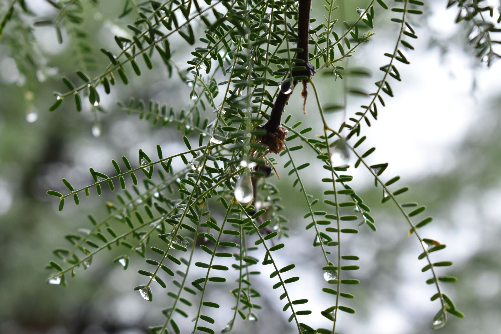 Nikon D3400 sample photo. Nature, drop, rain photography