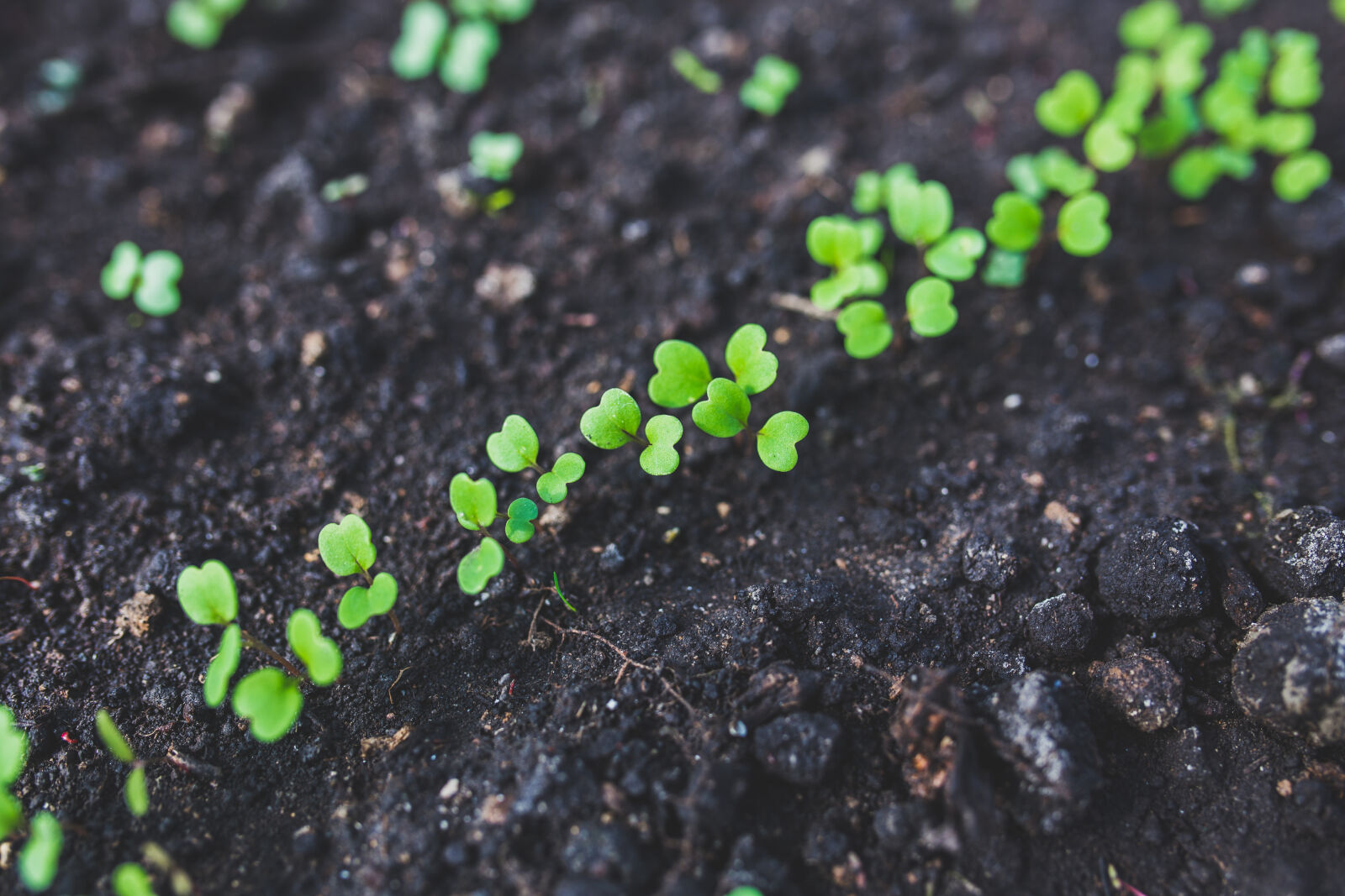 Canon EOS 6D + Sigma 35mm F1.4 DG HSM Art sample photo. Home, gardening, young, rucola photography