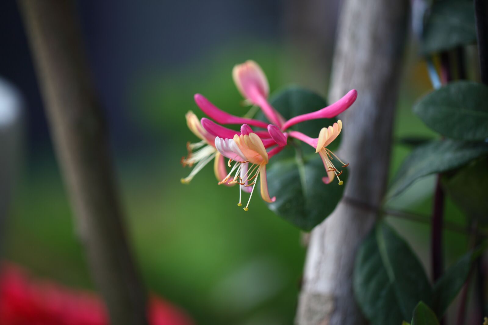 Canon EOS 5D Mark II sample photo. Flowers, nature, plants photography