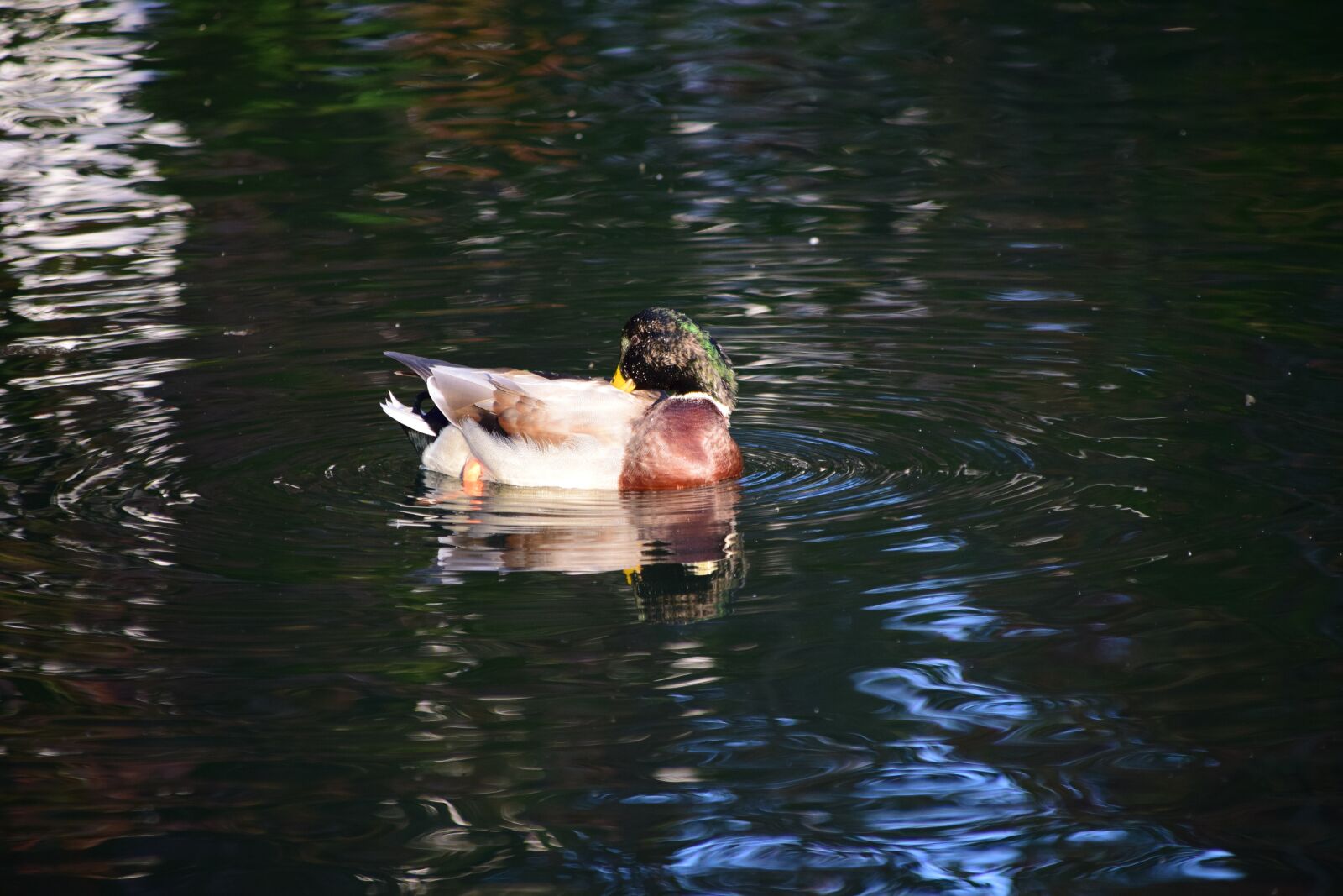 Nikon D3300 sample photo. Duck, lake, water photography
