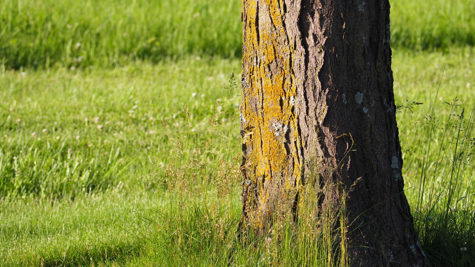 Olympus OM-D E-M10 II sample photo. Tree, tree trunk, yellow photography