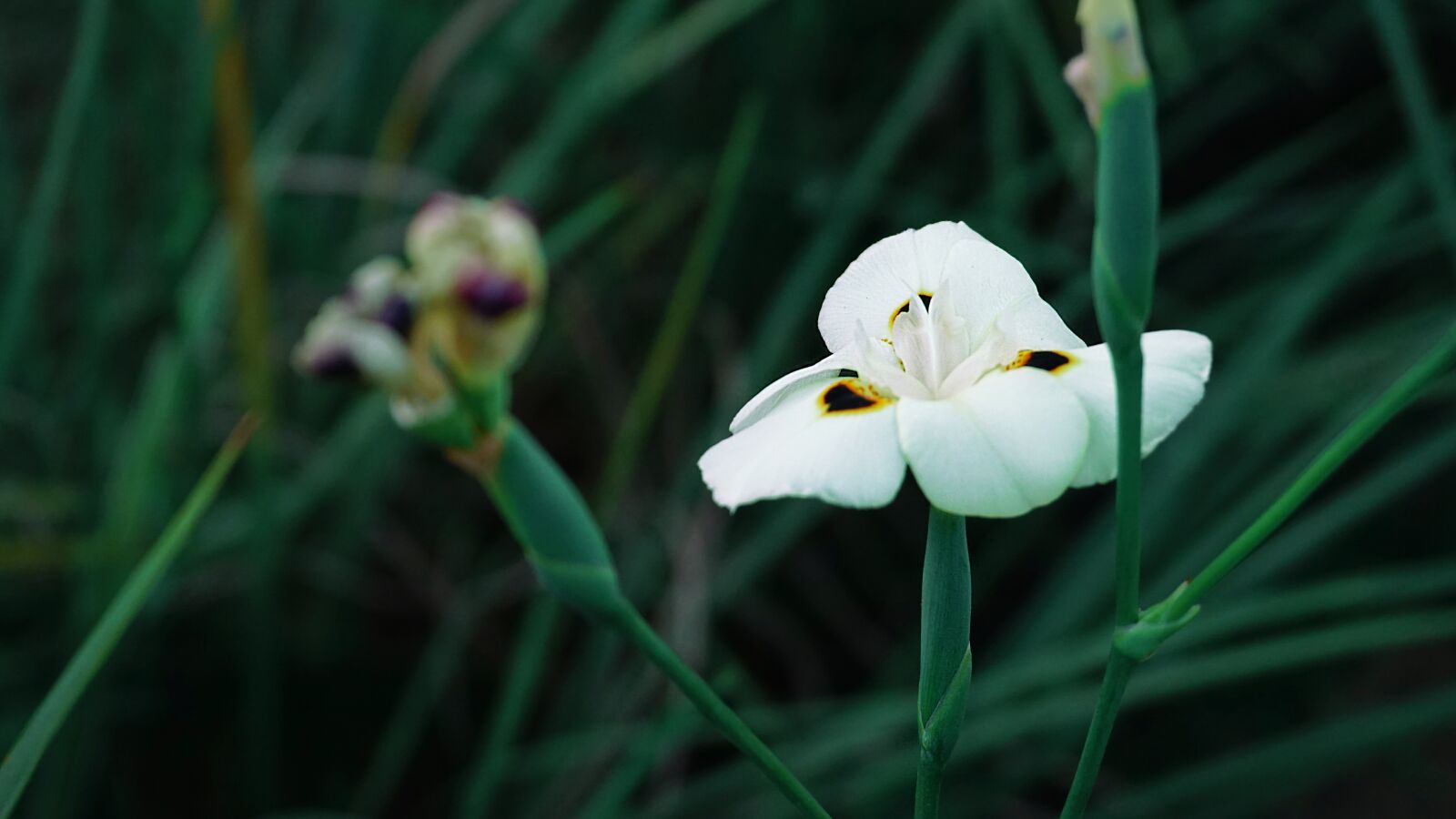 Sony a6000 sample photo. Flower, green, plant photography