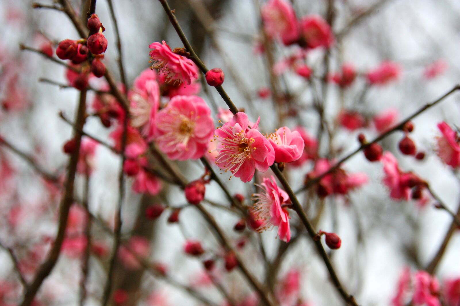 Canon EOS 450D (EOS Rebel XSi / EOS Kiss X2) sample photo. Plum blossom, flower, views photography