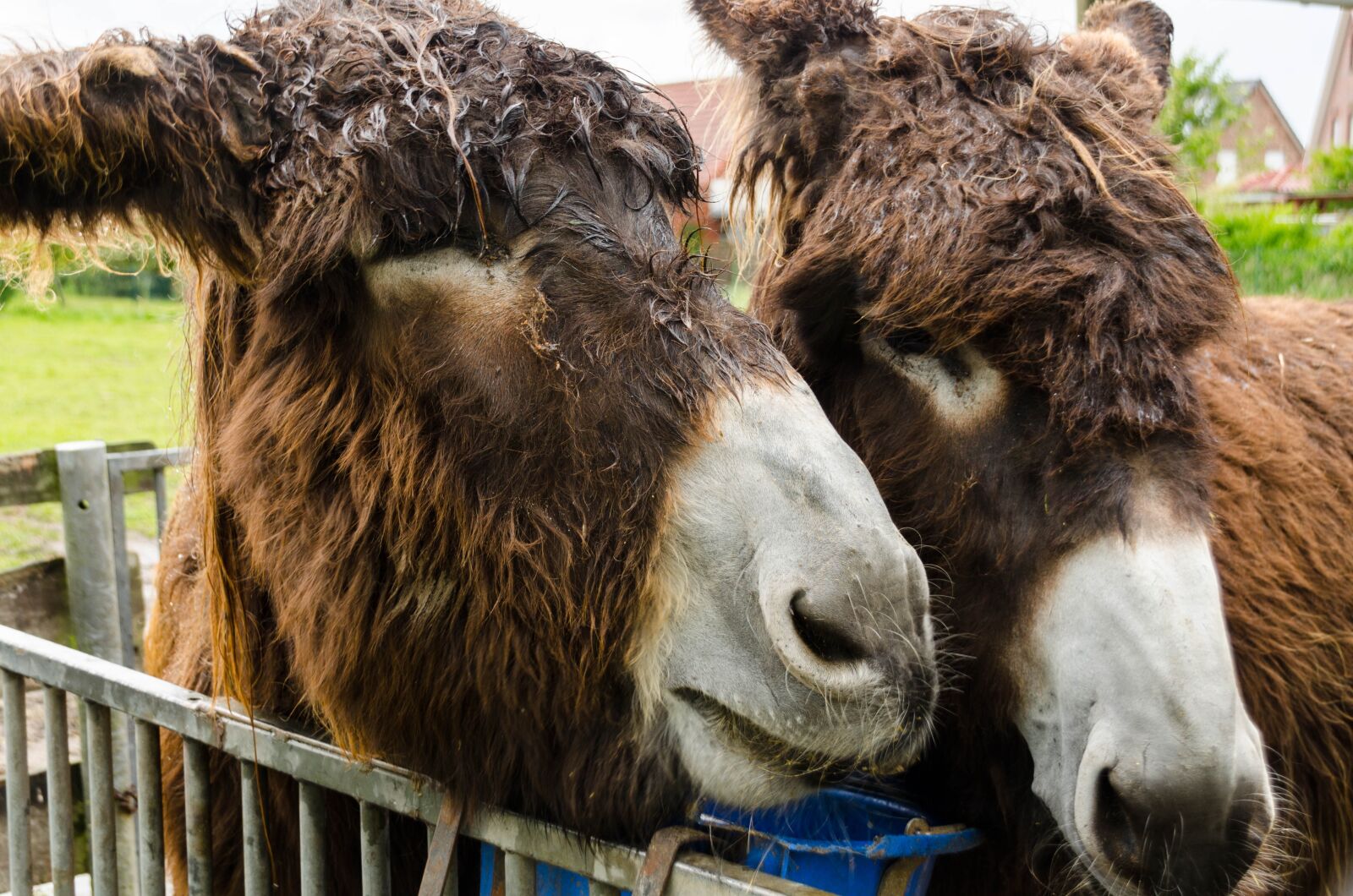 Nikon D7000 sample photo. Donkey, zoo, poitou donkey photography