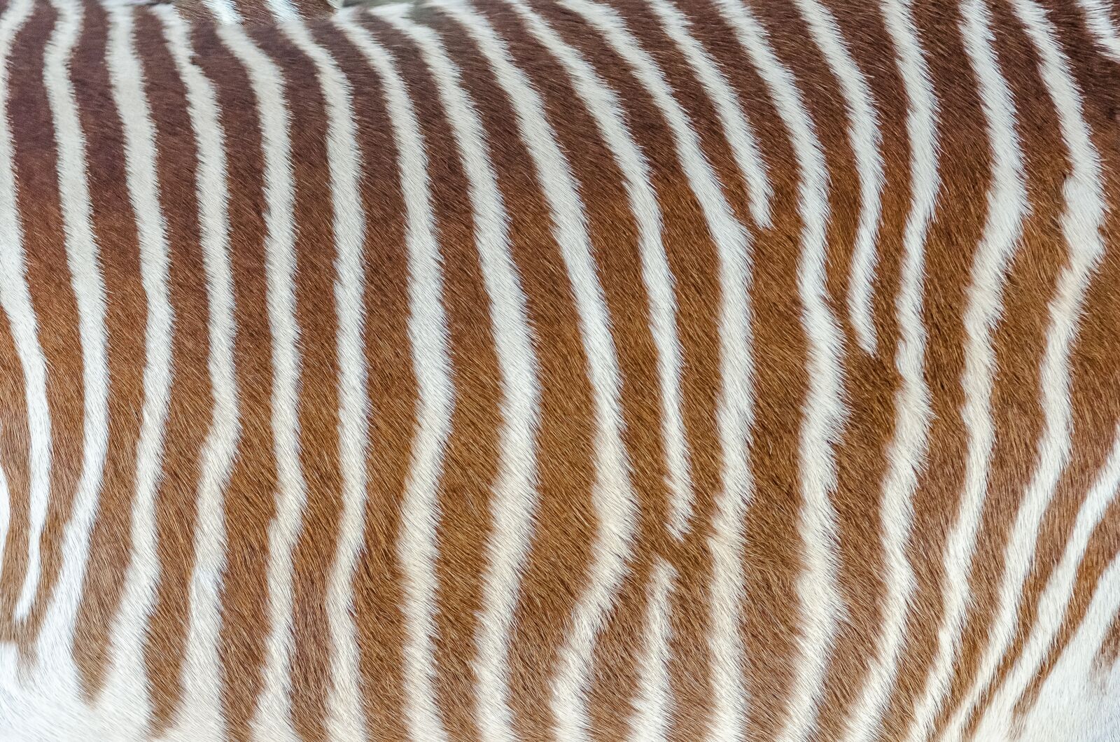 Nikon D7000 sample photo. Skin, zebra, striped photography