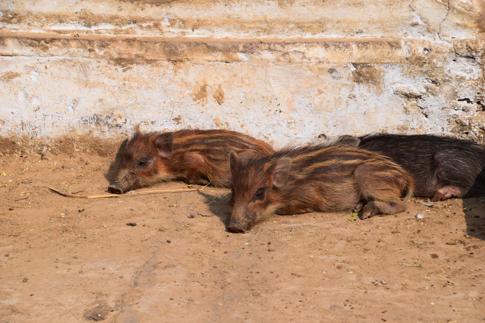 Nikon D5300 sample photo. Pigs, piglets, cute photography