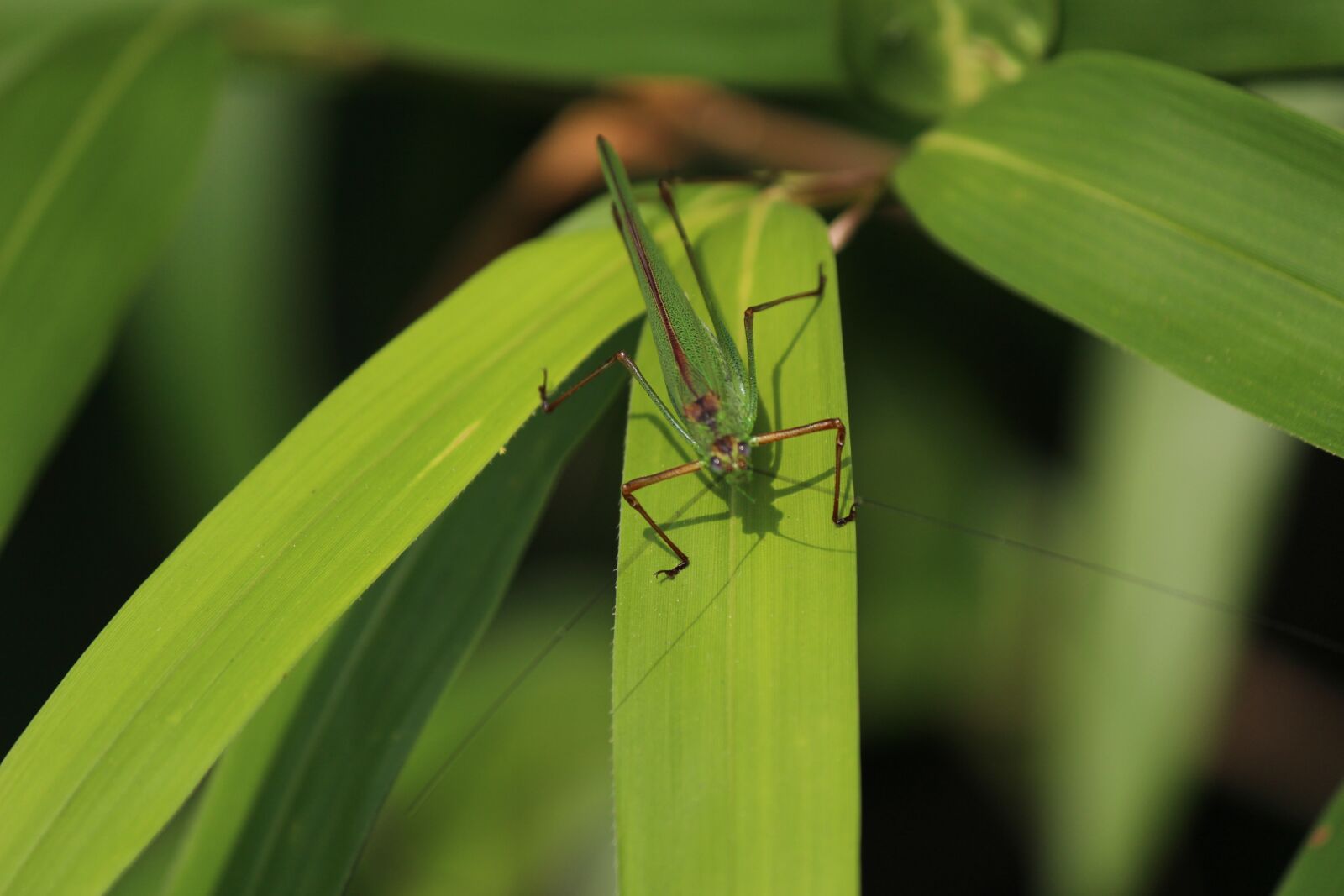 Canon EOS 100D (EOS Rebel SL1 / EOS Kiss X7) sample photo. The chi, grasshopper, pool photography
