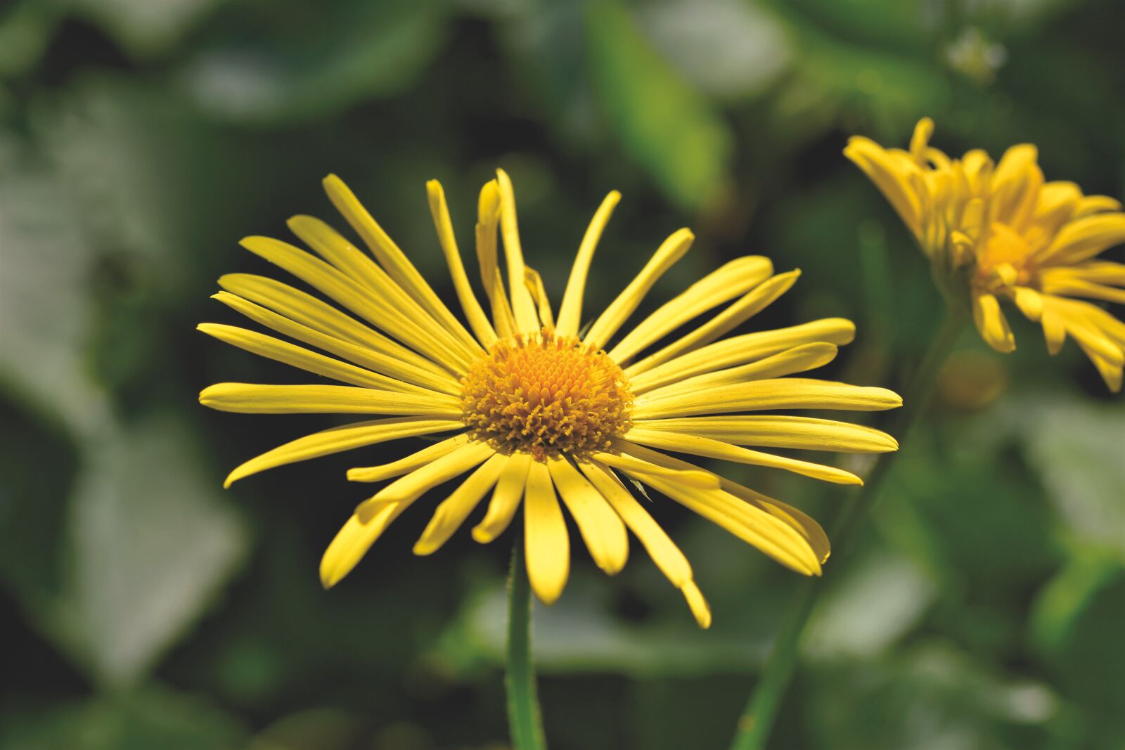 Nikon D7200 sample photo. Balkan-gemswurz, doronicum orientale, caucasus photography