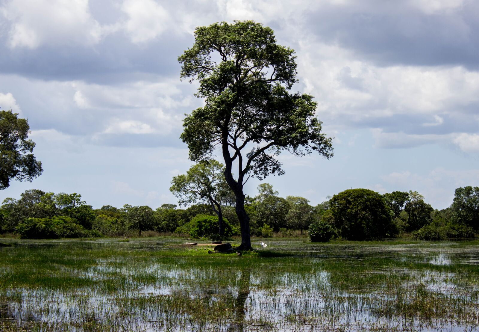 Canon EOS 600D (Rebel EOS T3i / EOS Kiss X5) sample photo. Tree, lake, nature photography