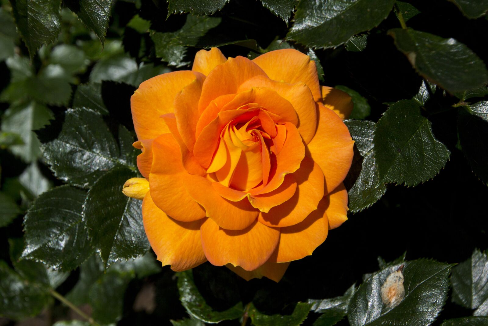 Canon EOS 60D sample photo. Rose, garden, nature photography