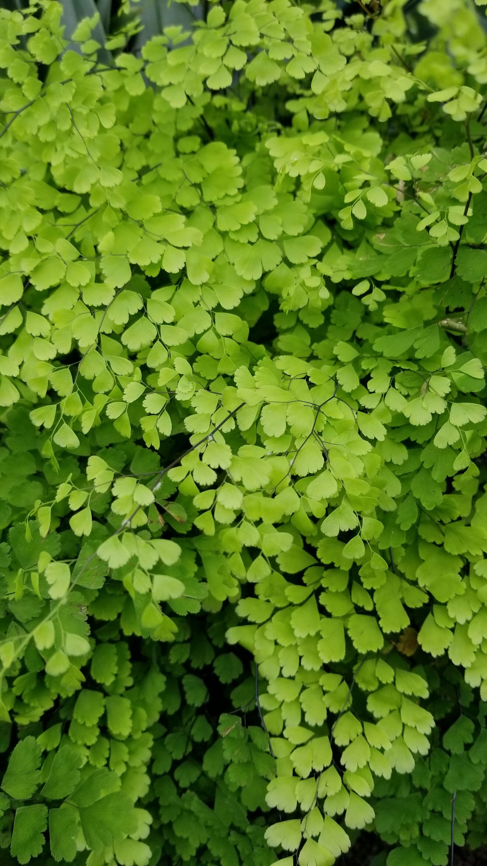 Samsung Galaxy S8 sample photo. Flora, leaf, growth photography