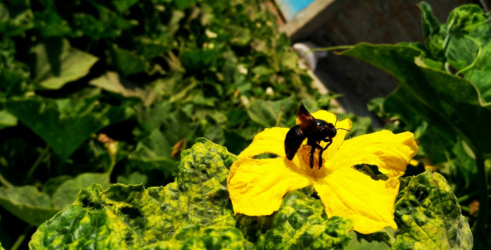 Xiaomi Redmi 3S sample photo. Color, dragonfly, flower, fly photography