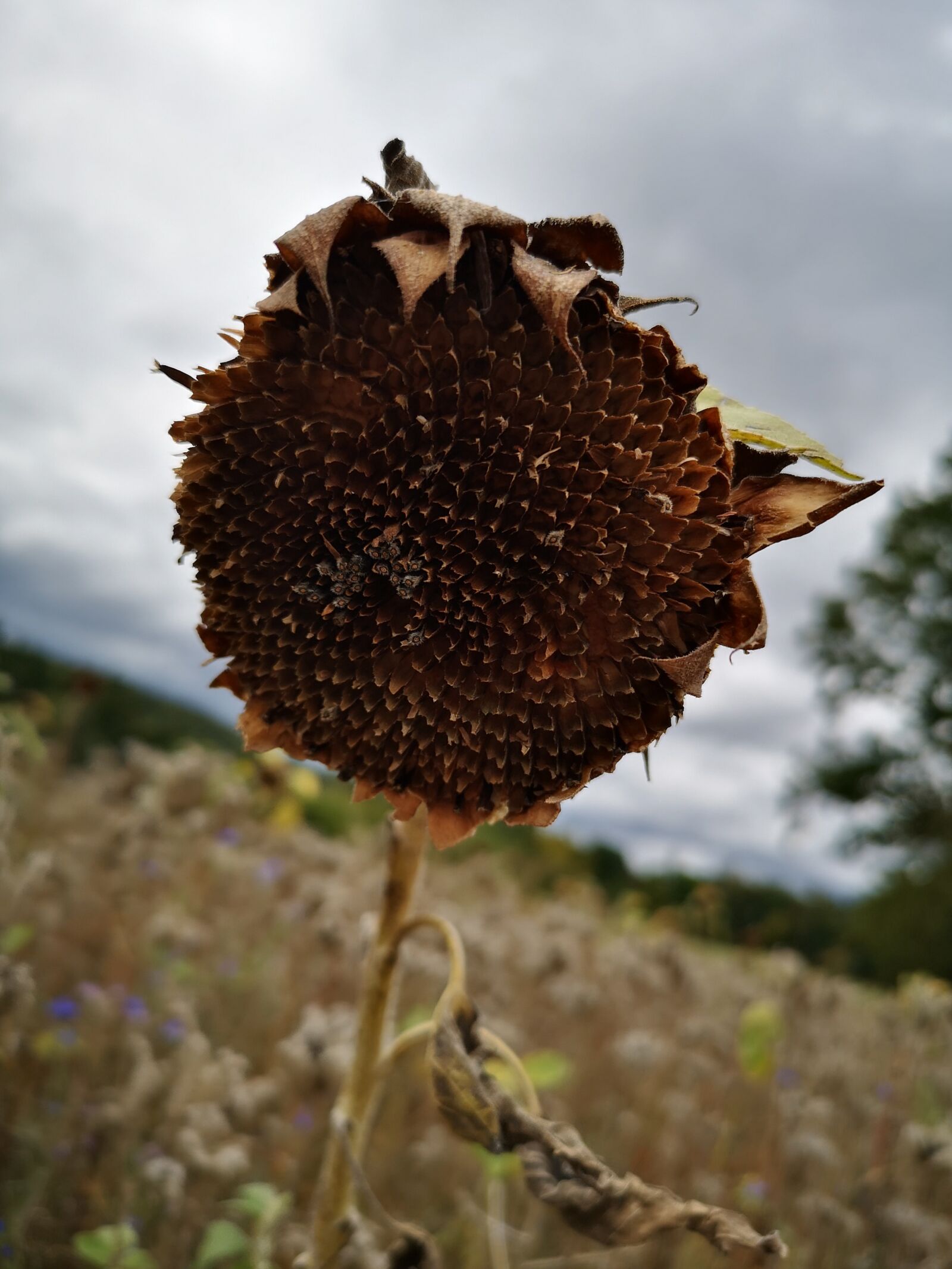 HUAWEI CLT-L29 sample photo. Withered sunflower, harvest nature photography