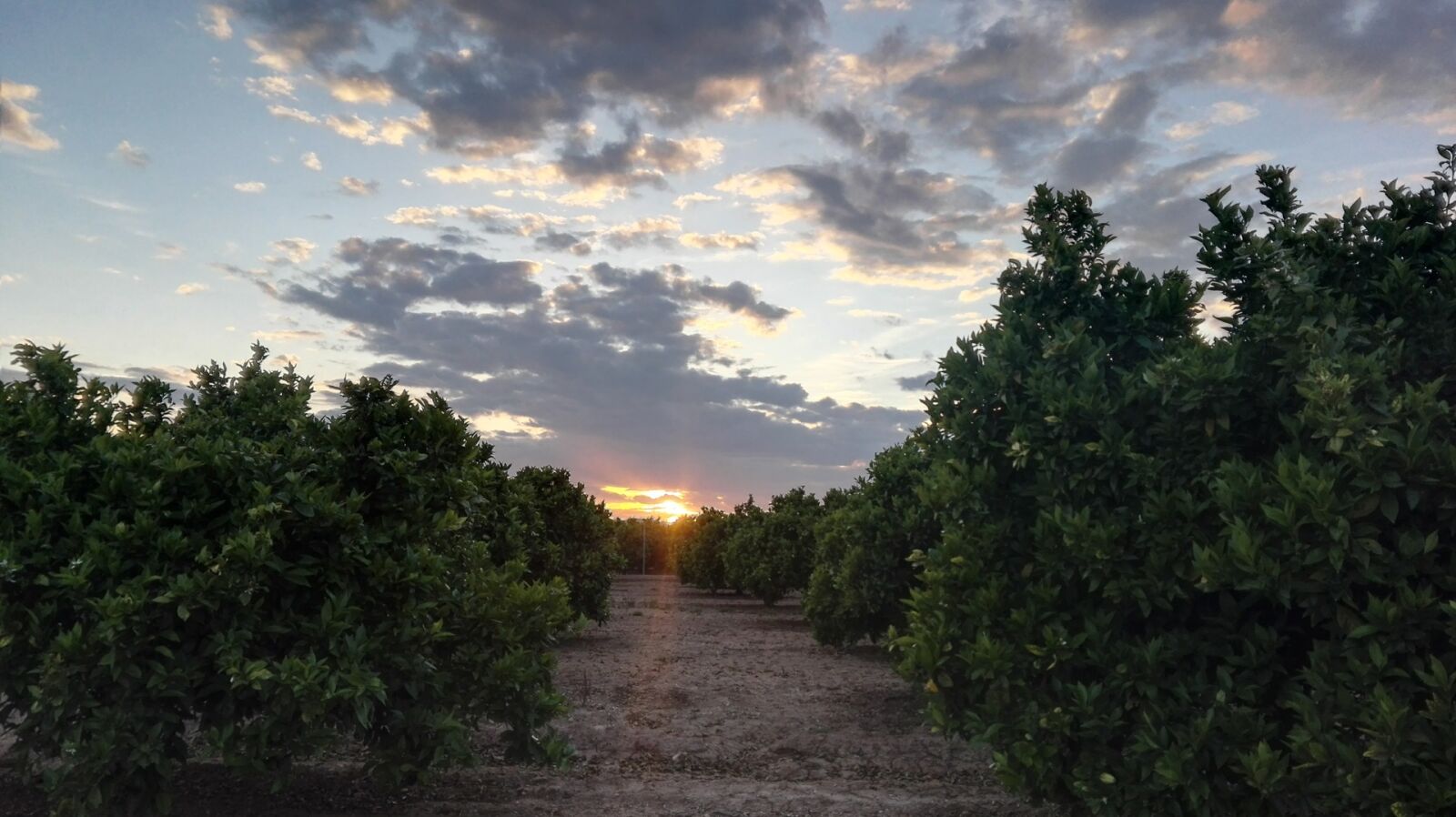 HUAWEI P8 Lite sample photo. Sunset, hope, field photography