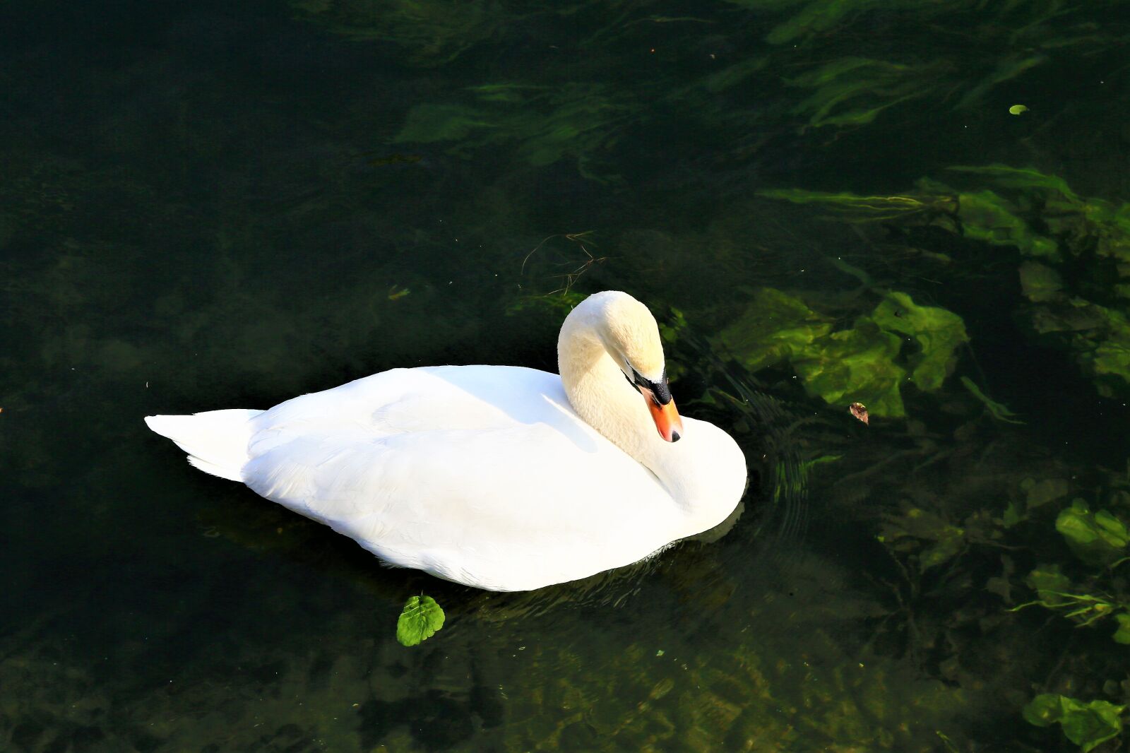 Canon EF 24-105mm F4L IS USM sample photo. Swan, bird, nature photography